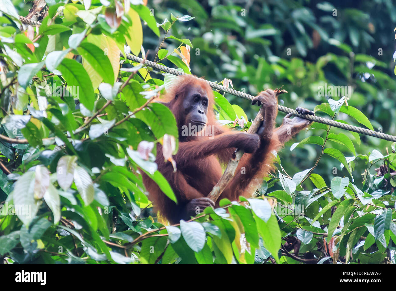 Orangutan o pongo pygmaeus è il solo grande asiatici trovate sull'isola del Borneo e Sumatra Foto Stock