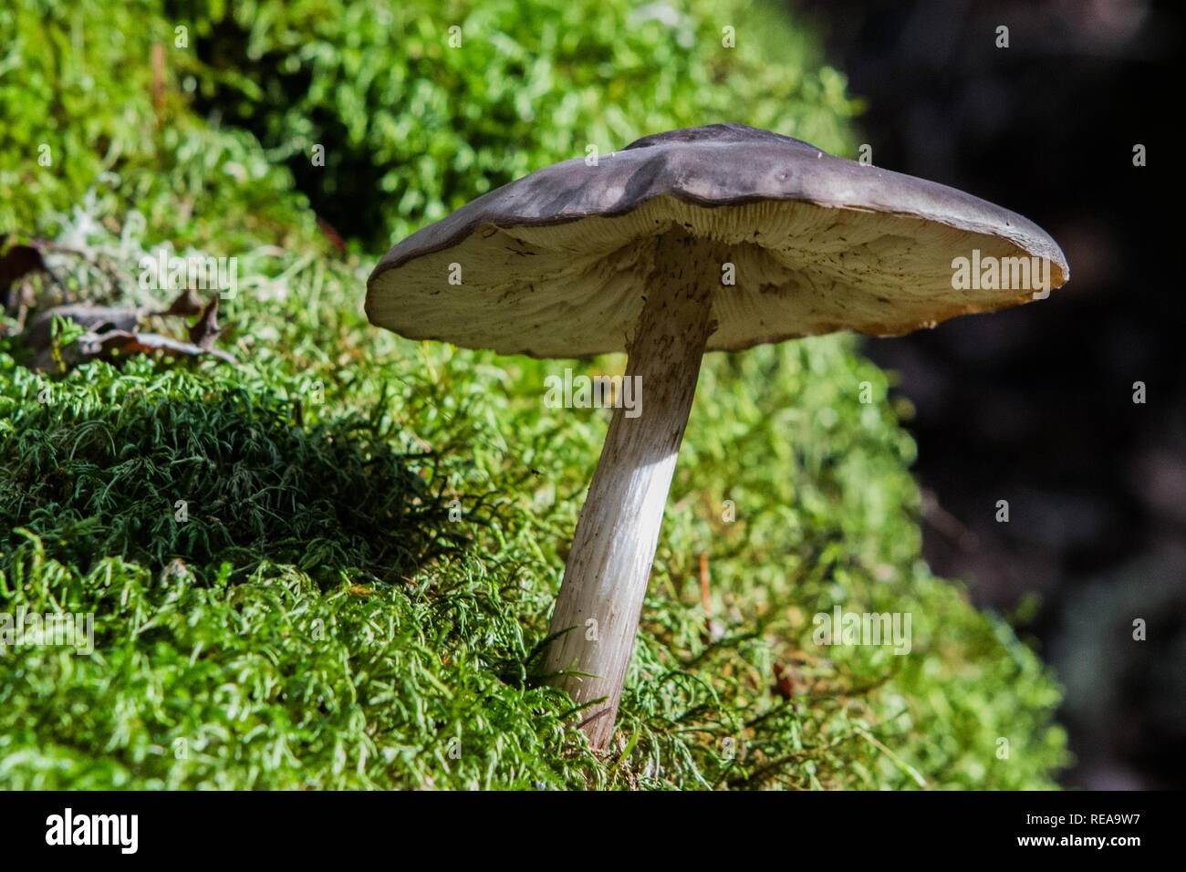 Determinazione - di funghi selvatici spinge in su attraverso la collina moss. Sonoma County, California, Stati Uniti d'America Foto Stock