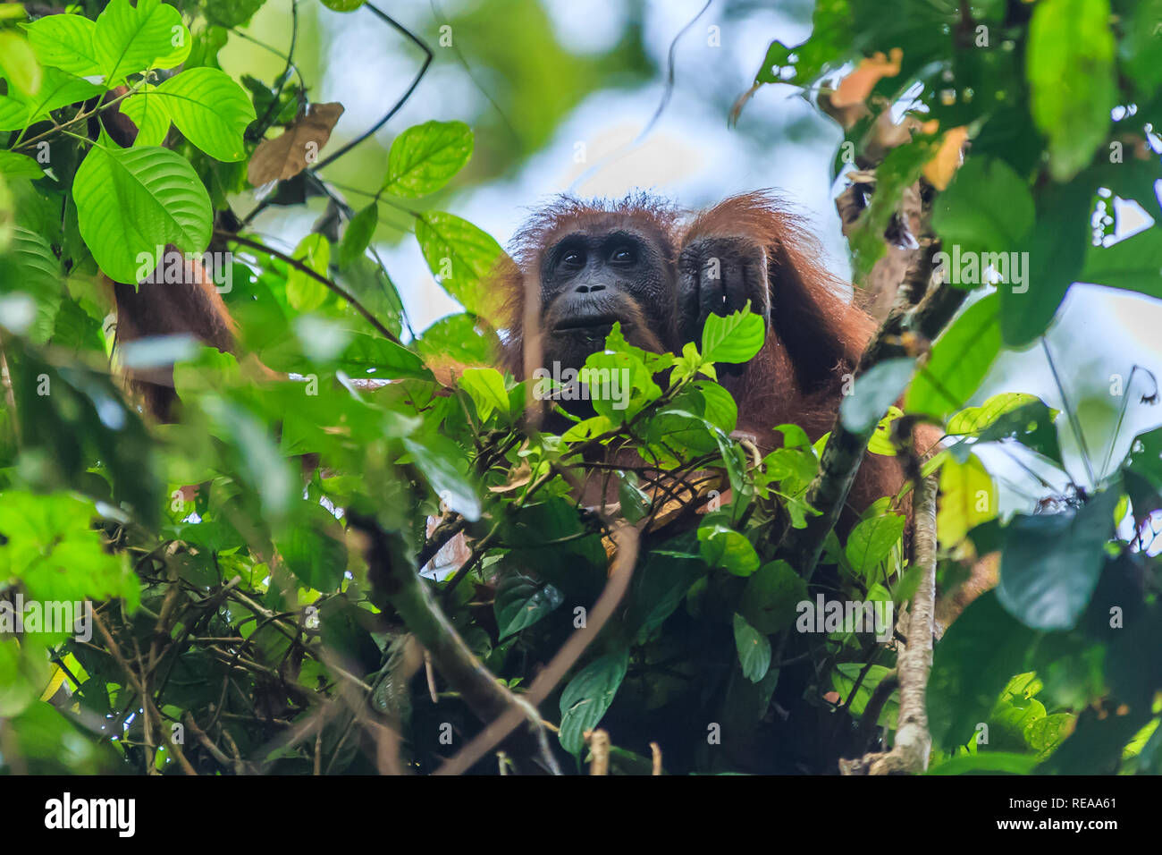 Orangutan o pongo pygmaeus è il solo grande asiatici trovate sull'isola del Borneo e Sumatra Foto Stock