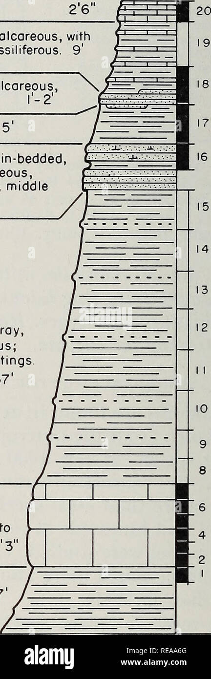 . Conodonts dalla Glen Dean formazione (Chester) dell'Illinois bacino. Conodonts; Paleontologia; Paleontologia. 12 ILLINOIS STATE geological survey Fig. 7.-Walches tagliare, località 6. Illinois Central Railroad tagliato a circa 1.9 miglia E-ne di Scotts- Burg. La sezione illustrata inizia circa una cinquantina di metri ad est del cavalcavia. Le coordinate di carter 23-H-21, 4000 piedi di N. S. linea, 1035 piedi E. W. linea di quadrangolo H-21, Princeton est un quadrangolo Caldwell County, Kentucky. oniodus erectus, sembrano essere limitato alla parte inferiore di Chester. I rappresentanti dei generi PoJygnatliiis e Synprioniodina sono al Foto Stock