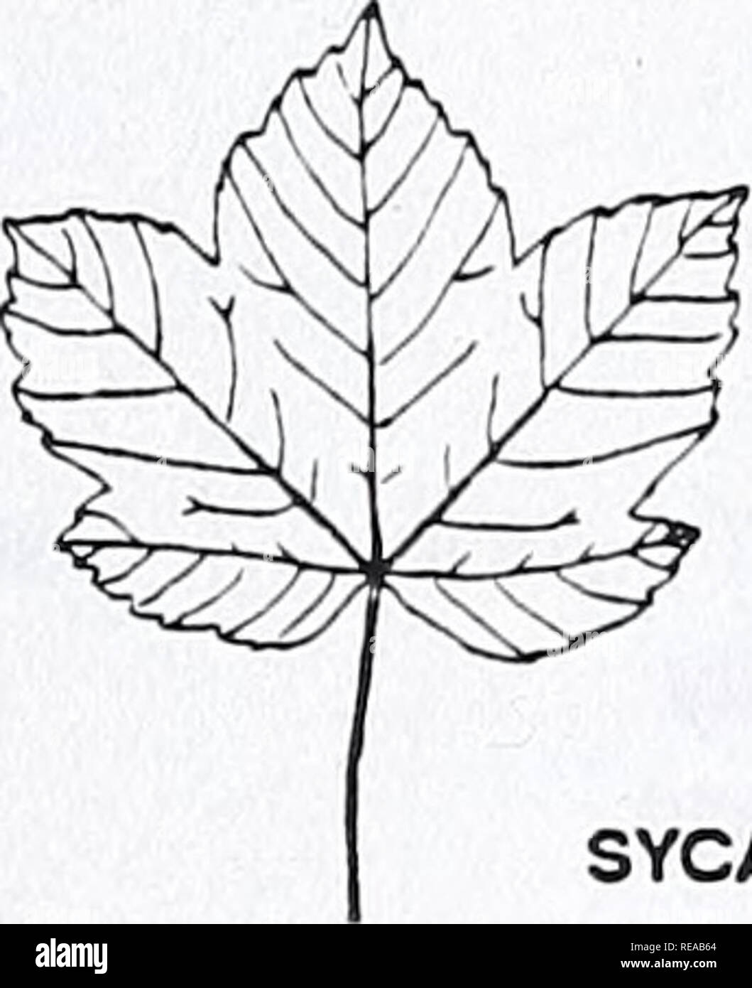 . Area di Concord alberi e arbusti. La botanica; gli alberi, arbusti. SILVER MAPLE acero di monte Acerpseudo-platanus lascia 5-lobate con lobi più ampia verso le punte rispetto al rosso acero. Corteccia matura traballante, simile alla corteccia di platano. Fiori e frutti di forma allungata in grappoli pendenti. Maturazione di frutta in piena estate o inizio autunno, ogni metà 3-5 cm. lungo. Spesso coltivati, occasionalmente sfugge. L acero di monte Acer spicatum lascia simile al rosso acero o acero di monte e peloso al di sotto. Fiori e frutti portati su steli verticali nella formazione di spike. Frutto di maturazione nella tarda estate o in autunno. Piccolo albero o (di solito) una larg Foto Stock