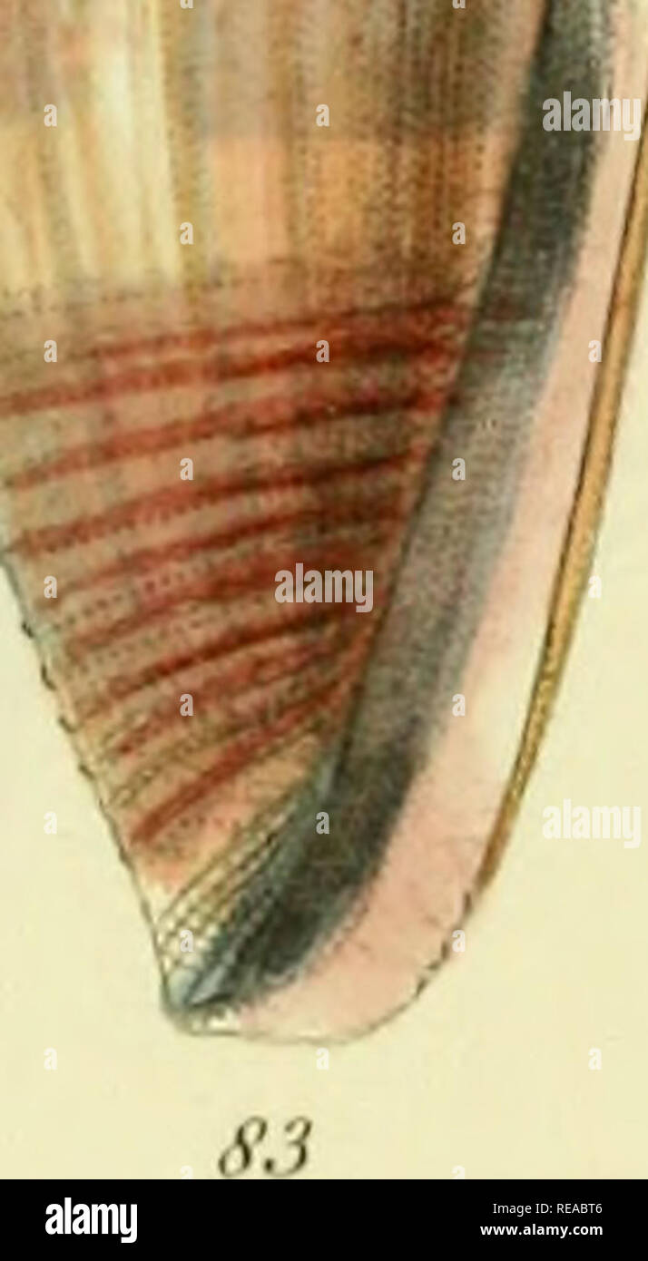 . Il conchological illustrazioni o figure colorate di tutti finora unfigured gusci di recente. Molluschi e conchiglie. ,^^ 0 82. w PDX.s jun. rjccl. Si prega di notare che queste immagini vengono estratte dalla pagina sottoposta a scansione di immagini che possono essere state migliorate digitalmente per la leggibilità - Colorazione e aspetto di queste illustrazioni potrebbero non perfettamente assomigliano al lavoro originale. Sowerby, G. B. (George Brettingham), 1812-1884. Londra : [s. n. ] ; Foto Stock