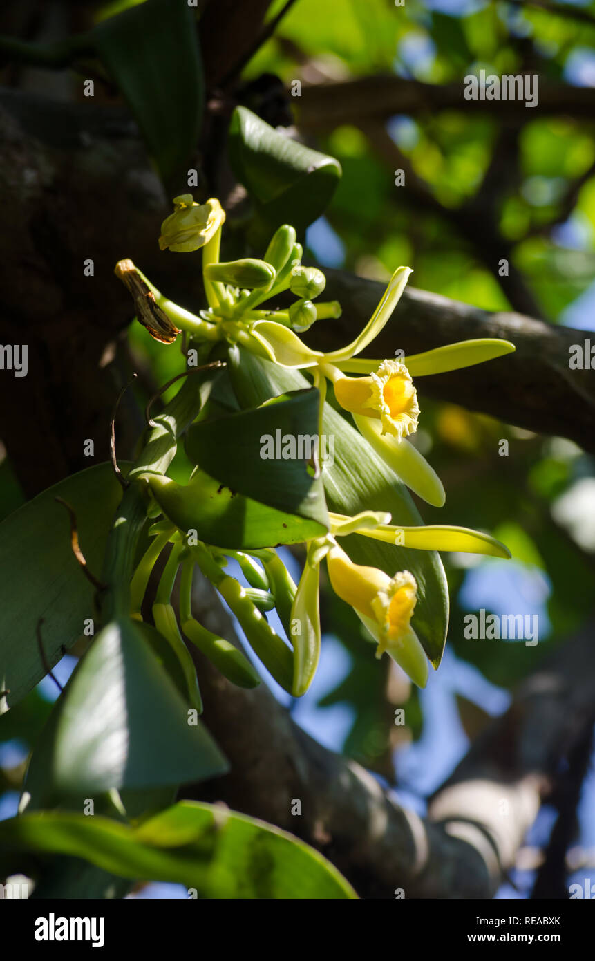 Vanilla pompona fiori Foto Stock