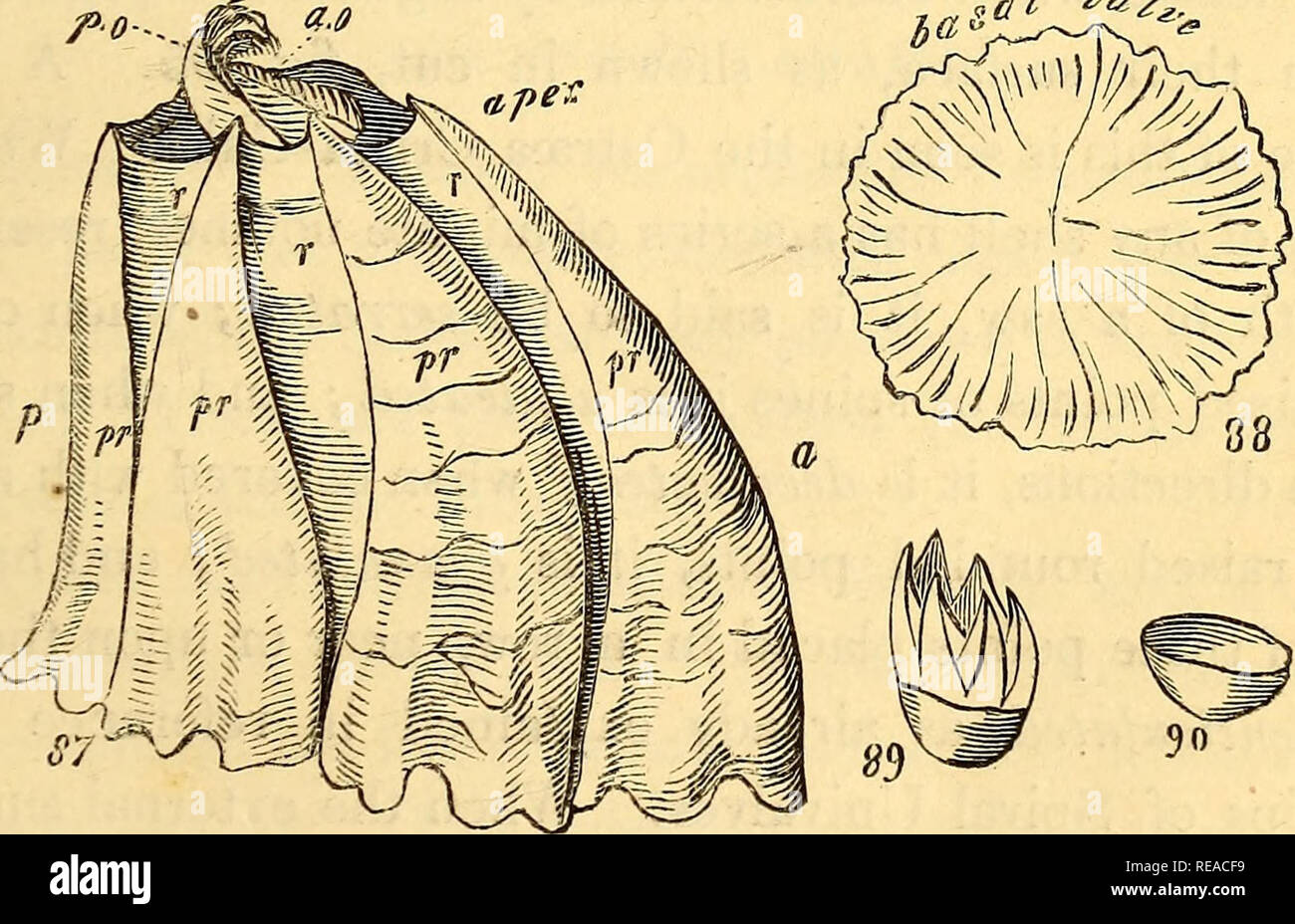 . Un manuale di conchological. I serbatoi. Introduzione. 41 compongono l'ordine sessili Cirripedes di Lamarck; essi sono costituiti da una serie di valvole poste contro ogni altro fianco a fianco in un cerchio, supportato su una piastra o un tubo, o coppa, e chiusa da un opercolo composto da due o più valvole. Il supporto basale è talvolta di spessore e piatta, a volte formando un tubo allungato, e talvolta scavata in una coppa. In altre specie è del tutto insoddisfacente. L'oper- culum consiste sempre di più di un pezzo, generalmente di due coppie: essi sono articolati fra loro mediante bordi seghettati e plac Foto Stock