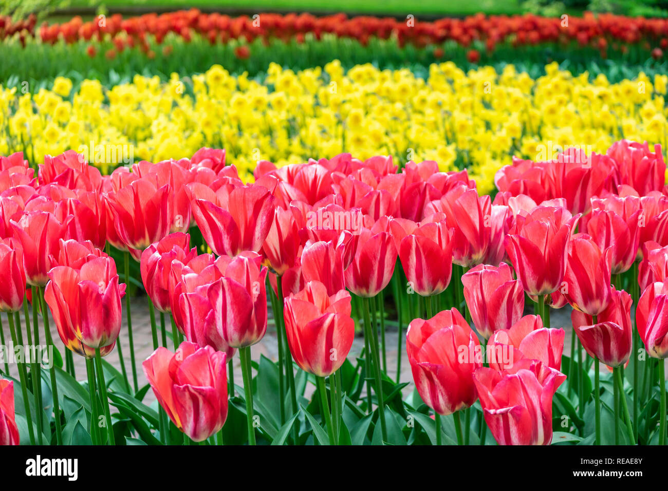 Tulip di bulbi di fiori in campo il giardino, stagione primaverile in Amsterdam Paesi Bassi Foto Stock