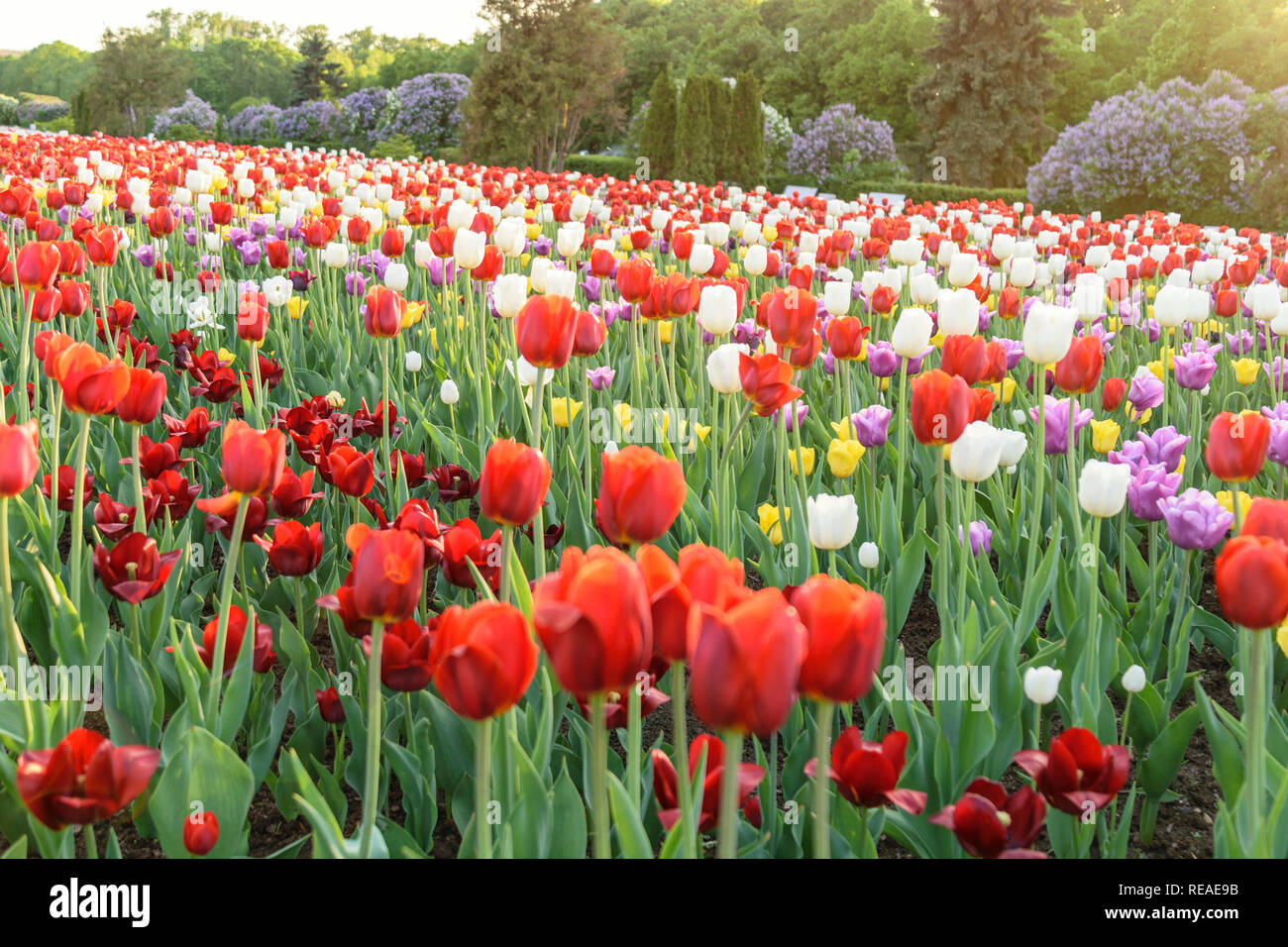 Tulip di bulbi di fiori in campo il giardino, stagione primaverile in Amsterdam Paesi Bassi Foto Stock