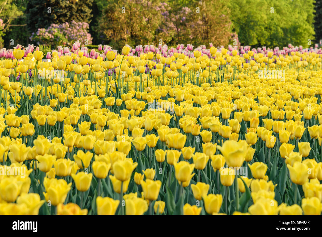 Tulip di bulbi di fiori in campo il giardino, stagione primaverile in Amsterdam Paesi Bassi Foto Stock
