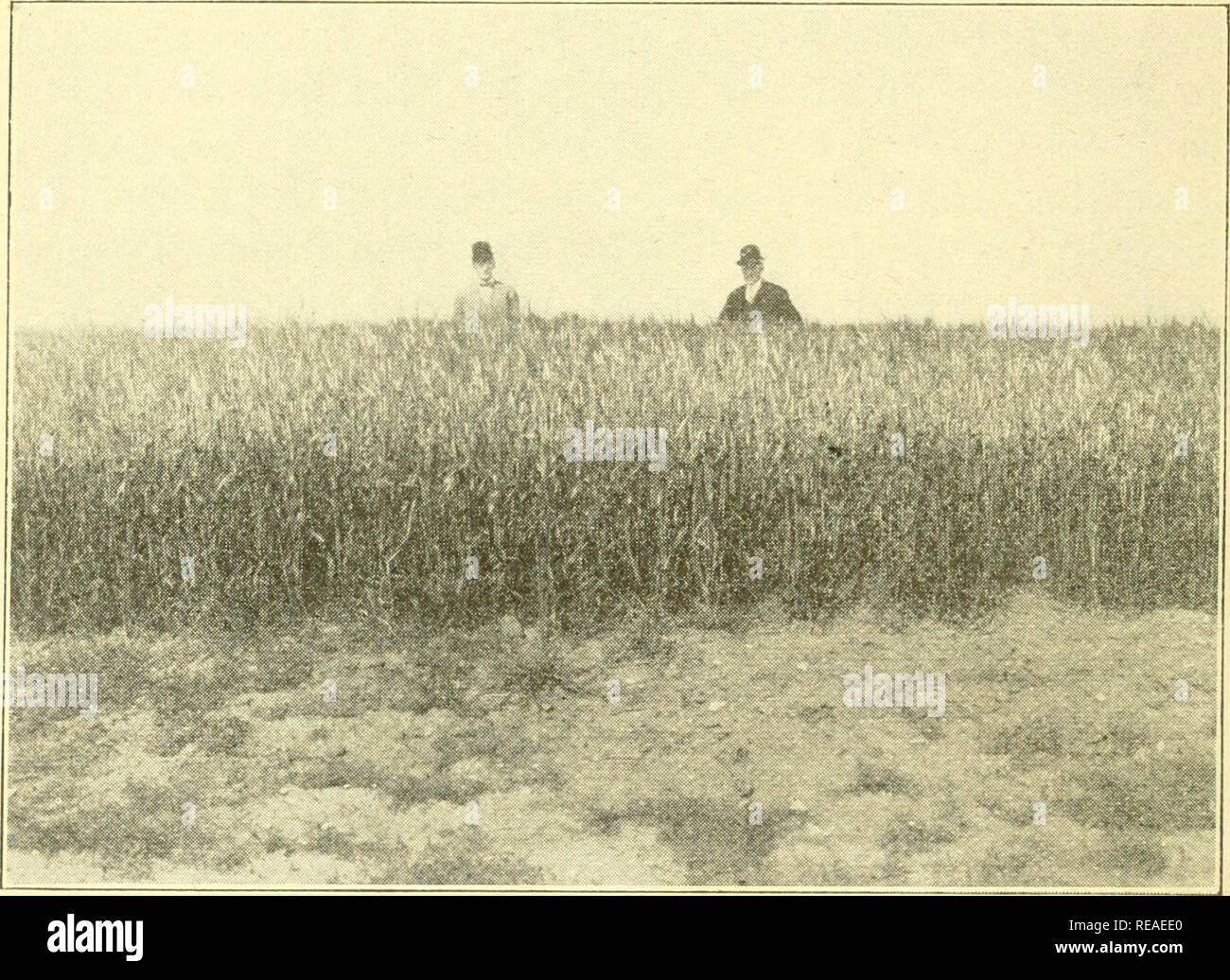 . Terra asciutta agricoltura. L'aridocoltura. [Dal vecchio catalogo]. 222 terra asciutta agricoltura così cresciuti includerà il mais, patate, radici di campo e fagioli, e in alcuni casi i piselli, più specialmente della varietà piccolissima. Quando un raccolto coltivato è cresciuto sulla terra, e quando il lavoro è giustamente fatto, la terra è stata praticamente estate-a riposo. Gli oggetti ricercati nella coltivazione sono praticamente gli stessi, vale a dire per impedire l'es- Capo di umidità e anche la crescita di erbacce. Il raccolto. Terra ASCIUTTA KUBANKA FRUMENTO, Fl.K(JU.s UuUlNll, Montana. Cpurtesy Pacifico settentrionale Railway Co. così coltivate durante il processo Foto Stock