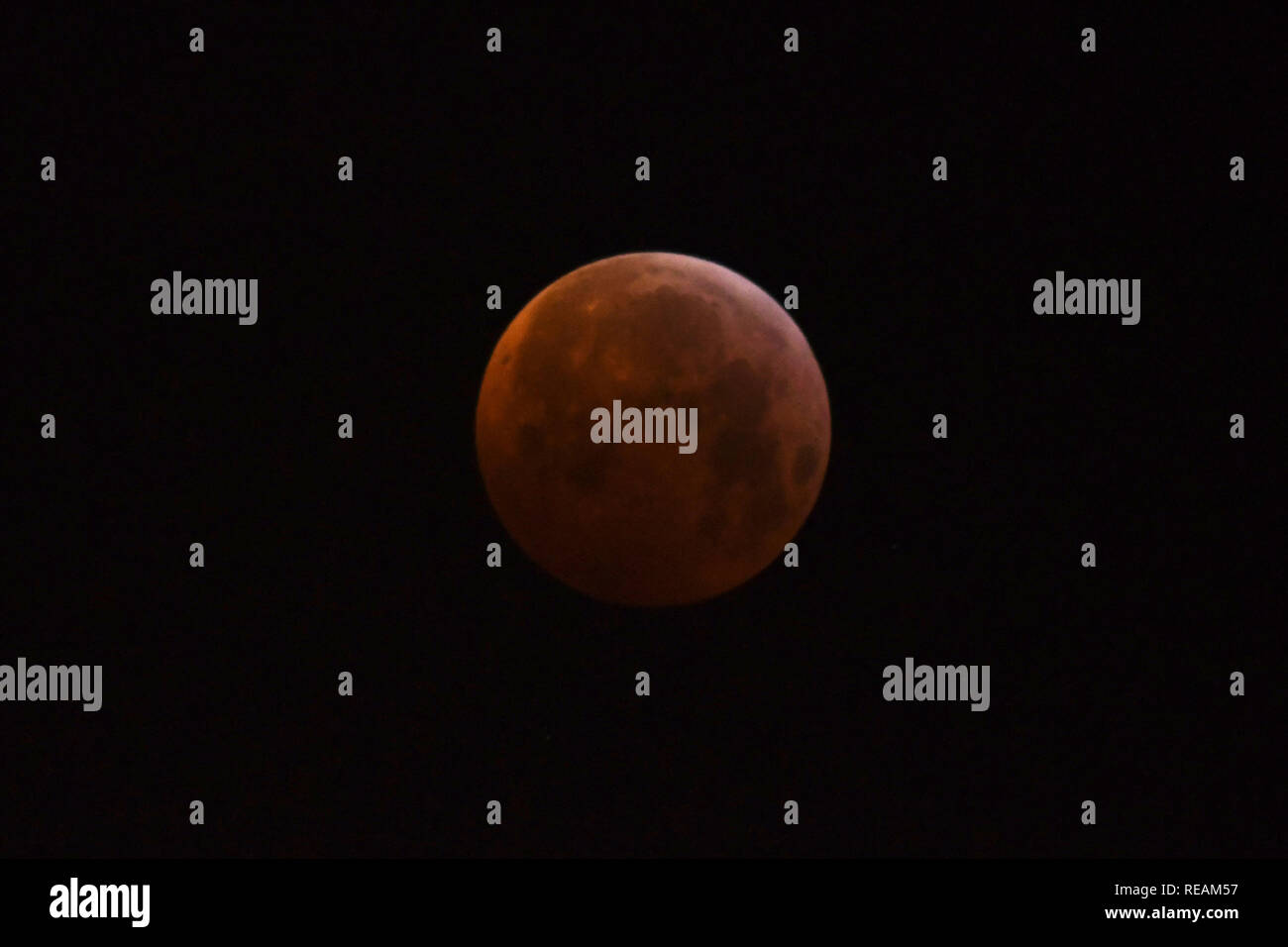 Wickford, Essex, Regno Unito. Il 21 gennaio, 2019. Lunar Eclipse - una vista del sangue super wolf moon Credit: Ben rettore/Alamy Live News Foto Stock