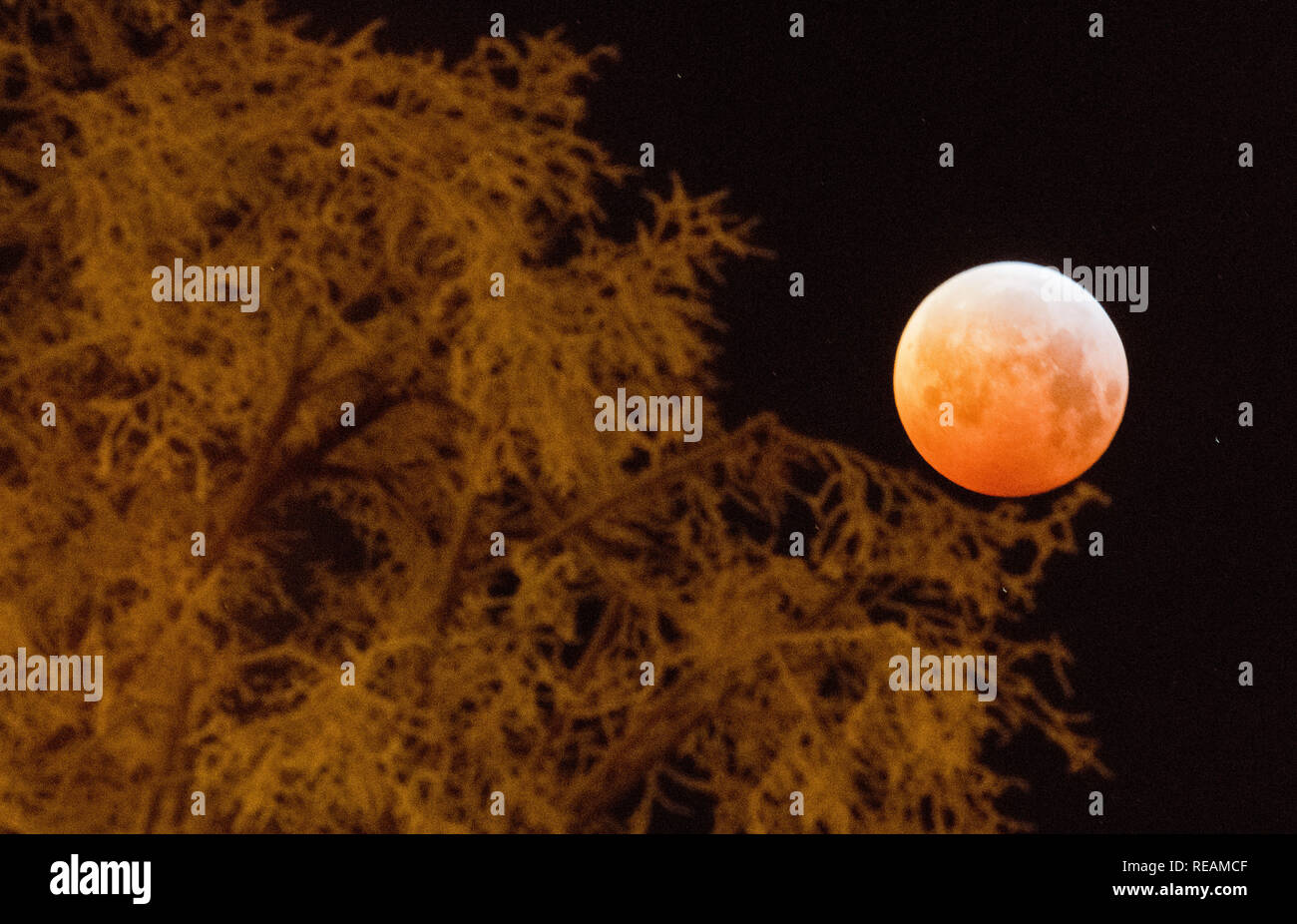 Laatzen, Germania. Xxi gen, 2019. Quando si oscurano la luna piena appare come una cosiddetta "sangue luna" e appare di colore rossastro - fotografato con un albero coperto di brina. La luna, il sole e la terra sono esattamente in una linea durante un'eclisse lunare. Credito: Julian Stratenschulte/dpa/Alamy Live News Credito: dpa picture alliance/Alamy Live News Foto Stock