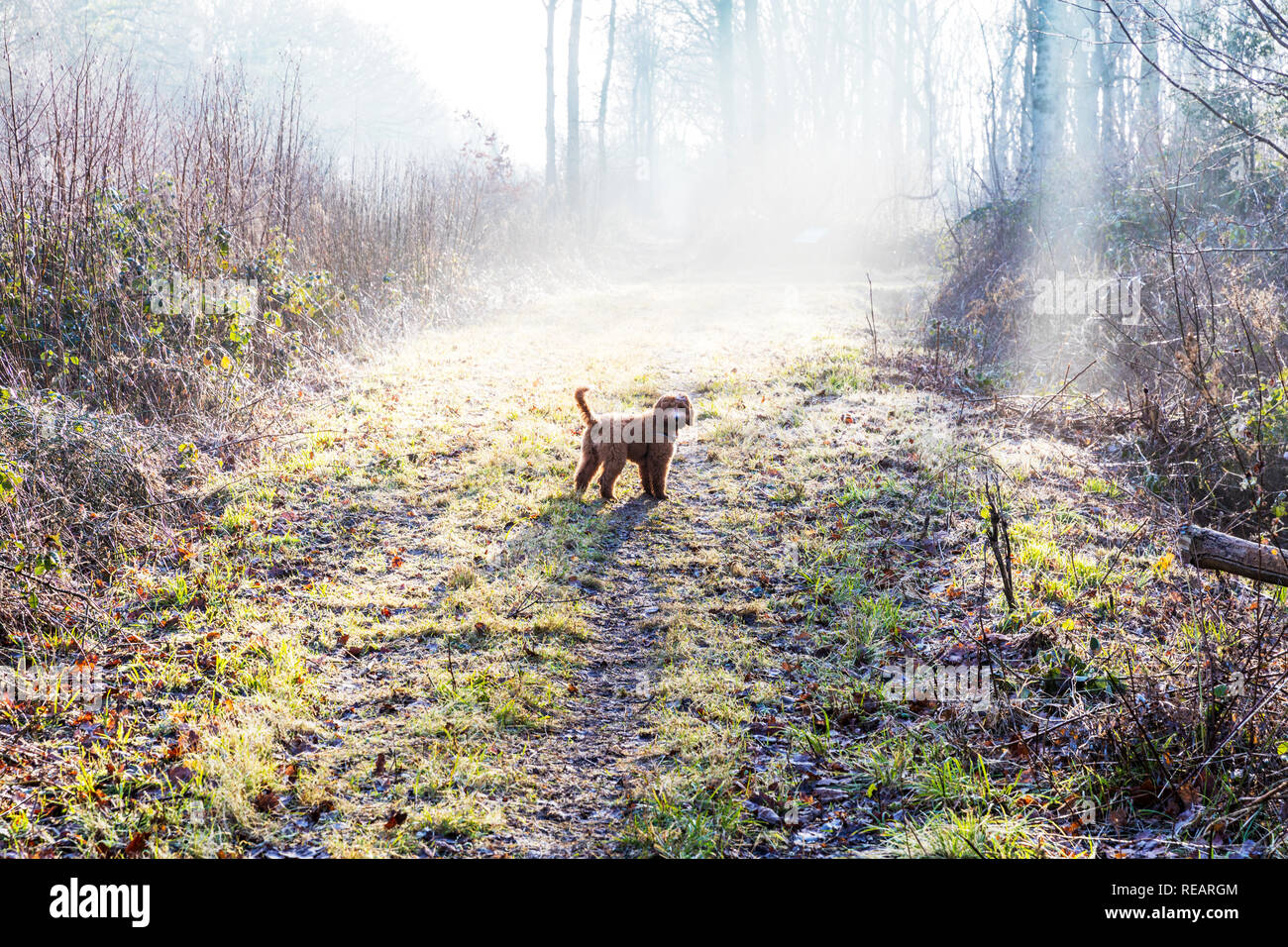 Legbourne boschi, Lincolnshire, Regno Unito. Il 21 gennaio, 2019. Regno Unito: Meteo Legbourne boschi, Lincolnshire, Regno Unito. 21/01/2019 Misty per iniziare la giornata nel bosco Legbourne, foschia evidenziata da sole bruciare attraverso gli alberi nei boschi Legbourne vicino a Louth, Lincolnshire UK Inghilterra. Il Dexter Cockerpoo nella nebbia Credito: Tommy (Louth)/Alamy Live News Foto Stock