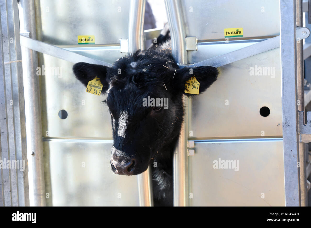 Witzenhausen, Germania. Xxi gen, 2019. Una mucca è nella trappola di unità di macellazione mobili unità, che è stato presentato a Gut Fahrenbach. Il nuovo metodo, sviluppato in Hessen, permette la macellazione di capi di bestiame senza il trasporto di animali e quindi senza ulteriore stress per gli animali. Il macellaio arriva presso la fattoria con un appositamente sviluppato la macellazione del rimorchio. Credito: Uwe Zucchi/dpa/Alamy Live News Foto Stock