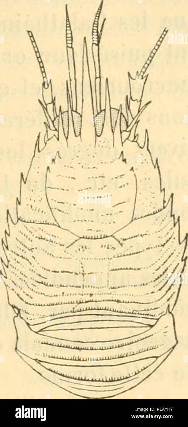 . ConsidÃ©razioni gÃ©nÃ©rales sur la famille des GalathÃ©idi. Galatheidae. Ll&LT;:s GALATIIÃIDÃS, 297 parÃ©es Ã leur base onu par intervalle parfois trí¨s grand, le fronte est le plii'^ souvent fort Ã©troit, le telson, enfin, loujours est assez semplice, et ne prÃ©sente jamais les multipli suddivisioni qu'on osservare dans les espÃ¨ces de la tribu des GalathÃ©inÃ©s (fig. 14, p. 211). Si, parles caractÃ¨res prÃ©cÃ©ammaccature, les DiptycinÃ©s se rappro- chent plus des Macroures que tous les autres GalalliÃ©idÃ©s, ils s'en Ã©loignent beaucoup par ceux qui suivent, et qui tÃ©- moignent d'onu degrÃ© d'Ã©volu Foto Stock