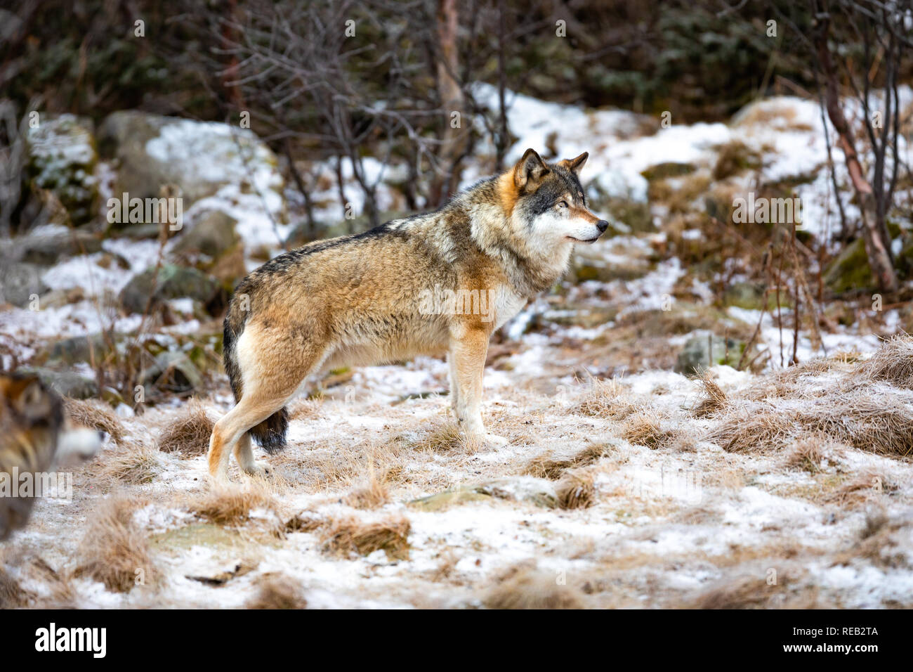 Bella maschio alfa lupo nel pack in piedi nella foresta Foto Stock