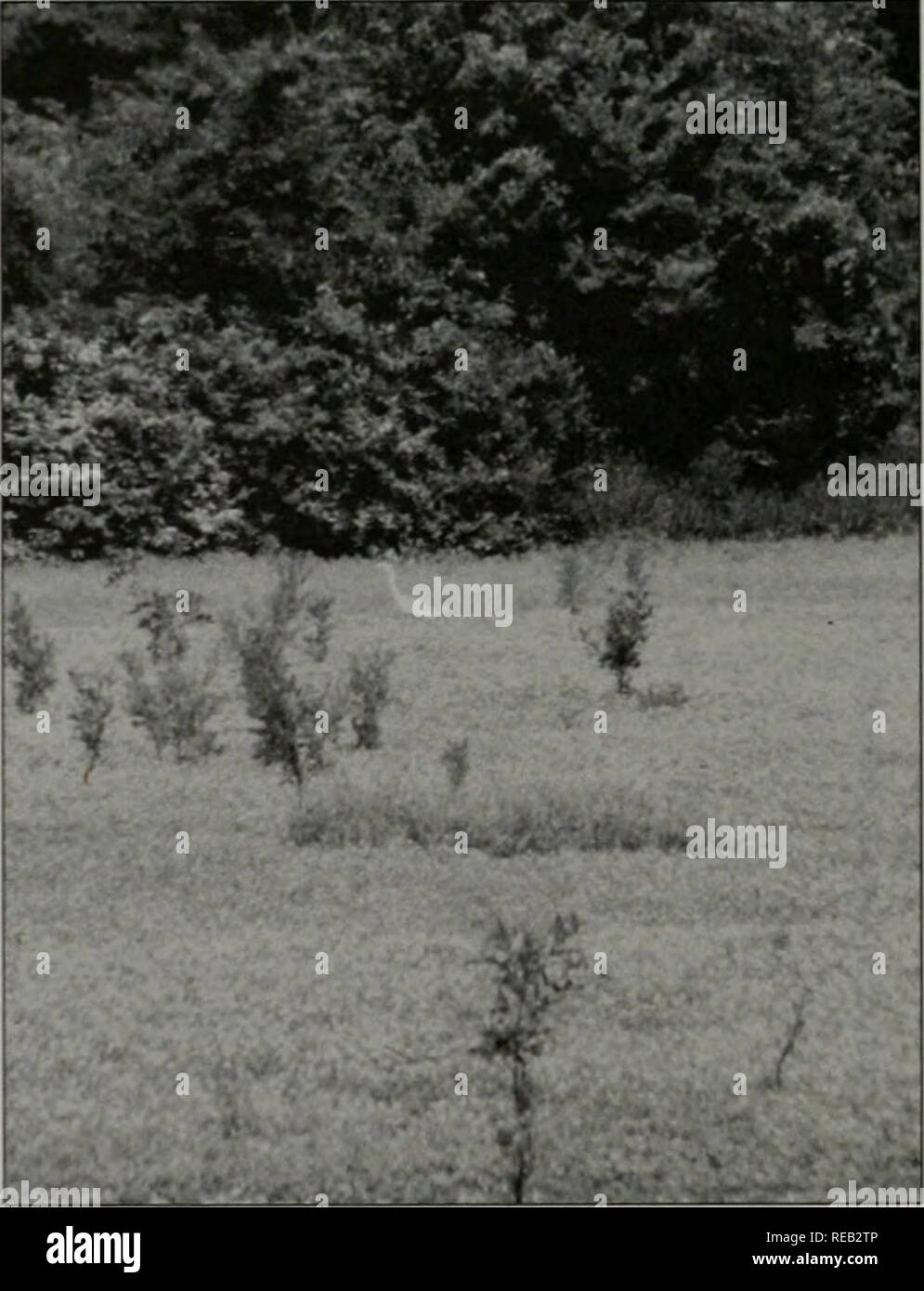 . Conservazione 2000 : sei anni di relazione. Illinois. Dipartimento di risorse naturali; importanti tendenze Programma di valutazione; la gestione degli ecosistemi; conservazione dell'acqua; la gestione della qualità delle acque; spartiacque; conservazione delle risorse naturali. Monitoraggio ecosistema ampliando la base scientifica per spostare la base statistica di collaborative la gestione delle risorse naturali nel futuro, nuovi metodi di ricerca sono stati creati. Valutazioni storiche sulla base di dati frammentati è stato sostituito con un monitoraggio a lungo termine rete che fornirà informazioni tempestive sulle condizioni dei principali ecosistemi. CTAP Foto Stock