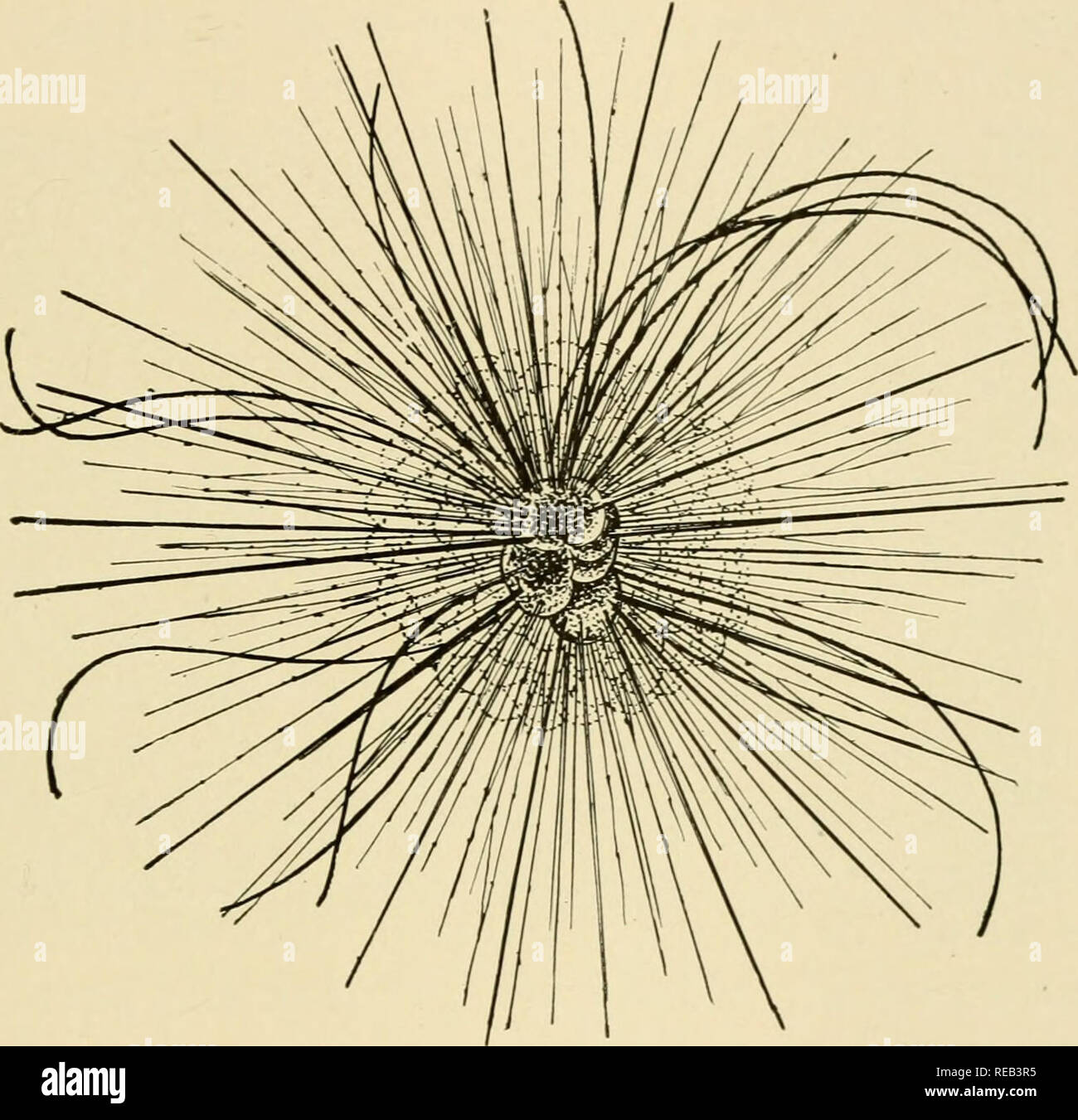 . Gli abitanti della terra e mare. Animali marini. Vivere le luci che non muoiono mai 283 sebbene alcuni giganti che misura più di un pollice di diametro si trovano in acque più calde, la maggior parte dei moduli sono così piccole da essere praticamente invisibile. Un meraviglioso il lavoro viene eseguito da questi gusci nel costruire la crosta della terra. Essi sono costantemente la sedimentazione a. globigerina; un protozoo, il guscio di questo minuto animale è in centro e da esso promana spine rigide di lime. che racchiude il guscio è uno spumeggiante massa di sostanza viva da cui si estende numerose filettature fini. il pavimento dell'oceano. I morti Foto Stock