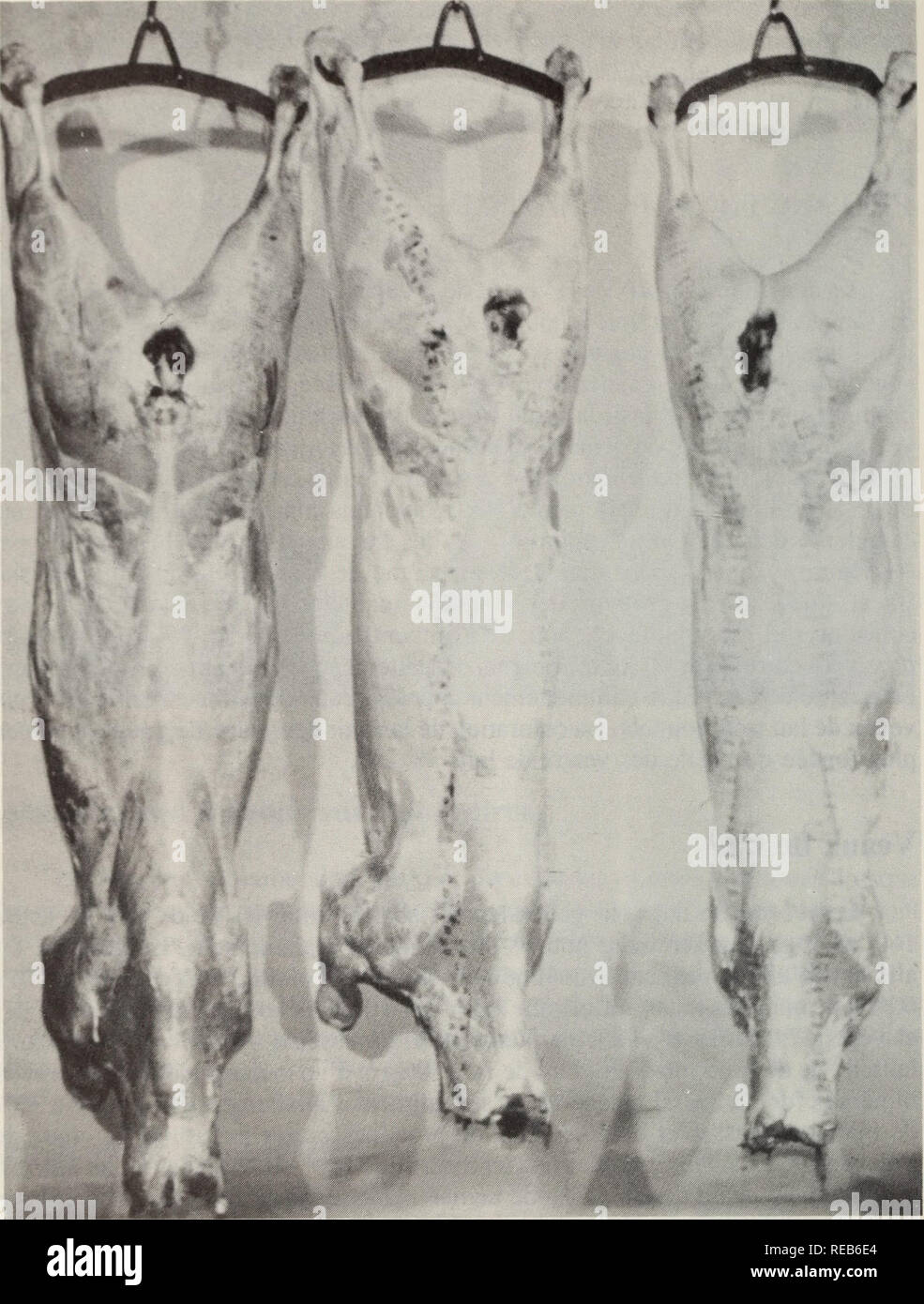 . Conduite et alimentation des Jeunes bovins laitiers.. Bovins laitiers; Bovins laitiers; bestiame bovino di caseificio; bestiame bovino di caseificio. Fig. 5 carcasse de veaux de grain de 90 kg. 20. Si prega di notare che queste immagini vengono estratte dalla pagina sottoposta a scansione di immagini che possono essere state migliorate digitalmente per la leggibilità - Colorazione e aspetto di queste illustrazioni potrebbero non perfettamente assomigliano al lavoro originale. Inverno, K. A.. Ottawa : Agricoltura Canada Foto Stock