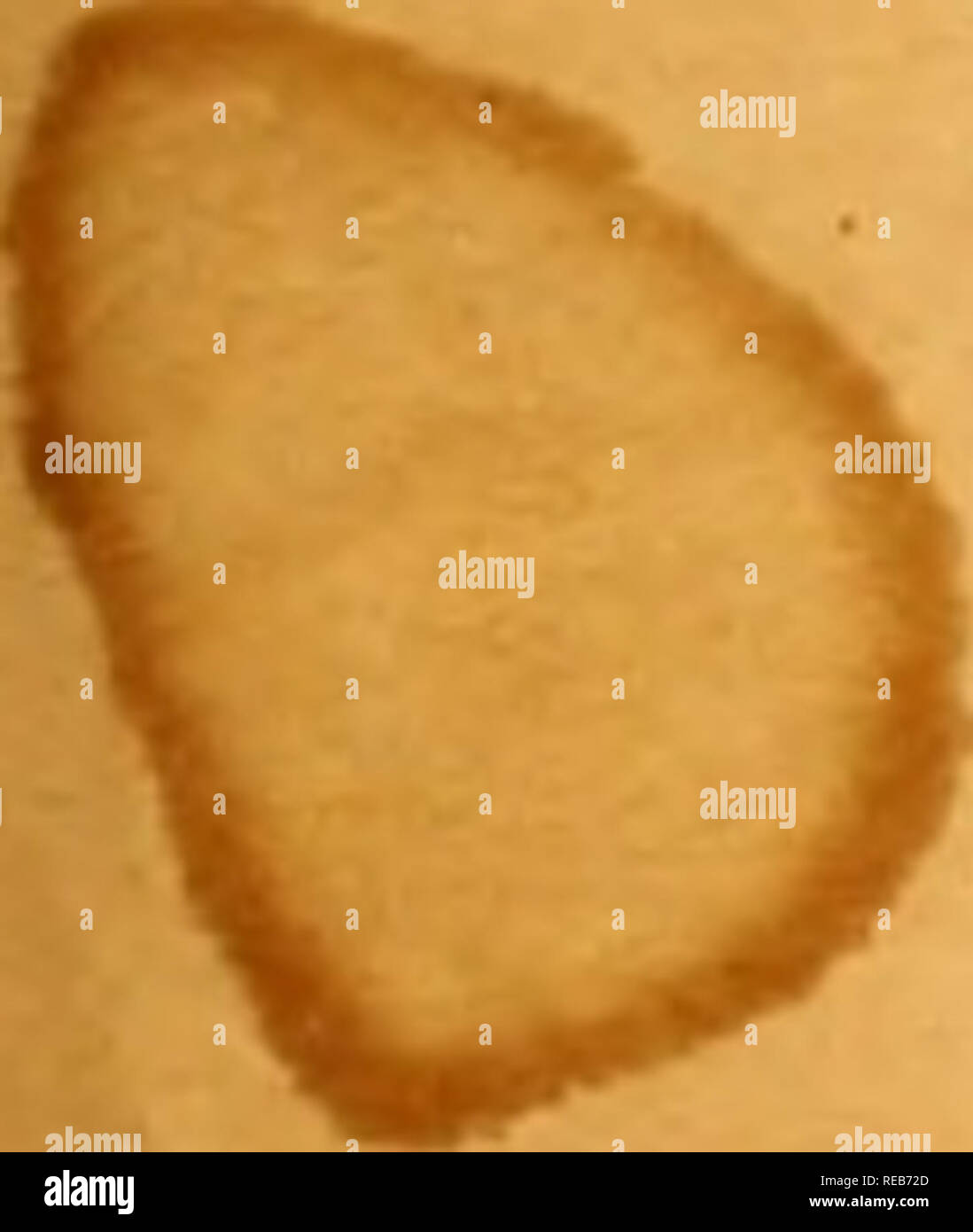 . Conchyliologie fluviatile de la provincia de Nanchino et de la Chine centrale. Molluschi; molluschi. Â¢s^ 4 '^' Cahier. Â Etudes Odontologiqiies. MÃ©mémoires) Cerfs des Filippine.  . .(Pagg. 113-l54.-pl.XXni-XXXIII, plus 2 col.) iuitc deT'riurlr sur les sangliers chinois (voir. Tome III des Cahierâ (pagg. l.j(i-2n.-p. XXXIV-XLIII dont 3 eol.) Etudes Oduntologiquis, 4&LT;' Partie. Quadj-umanes. Cap. 1. LÃ©muriins, Tarsiens. GalÃ©opilhÃ©ciens. Cà©biens. Cap. II. MicropifhÃ©cicns. Anthropuides. Elude Odontologique, V*- Partie. Homme. Cap. I. Costituzione molarienne. Cap. Brevetto statunitense n.- discussione omologo des Foto Stock