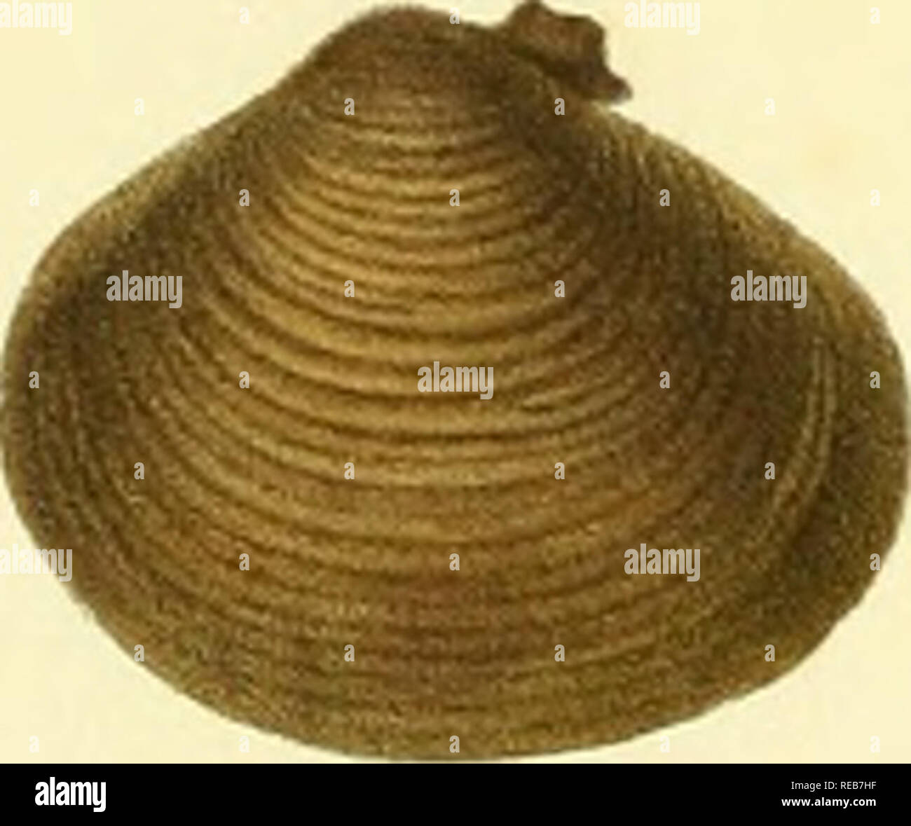 . Conchyliologie fluviatile de la provincia de Nanchino. Molluschi; molluschi. . Si prega di notare che queste immagini vengono estratte dalla pagina sottoposta a scansione di immagini che possono essere state migliorate digitalmente per la leggibilità - Colorazione e aspetto di queste illustrazioni potrebbero non perfettamente assomigliano al lavoro originale. Heude, Pierre Marie, 1836-1902. Paris : Librairie F. Savy Foto Stock