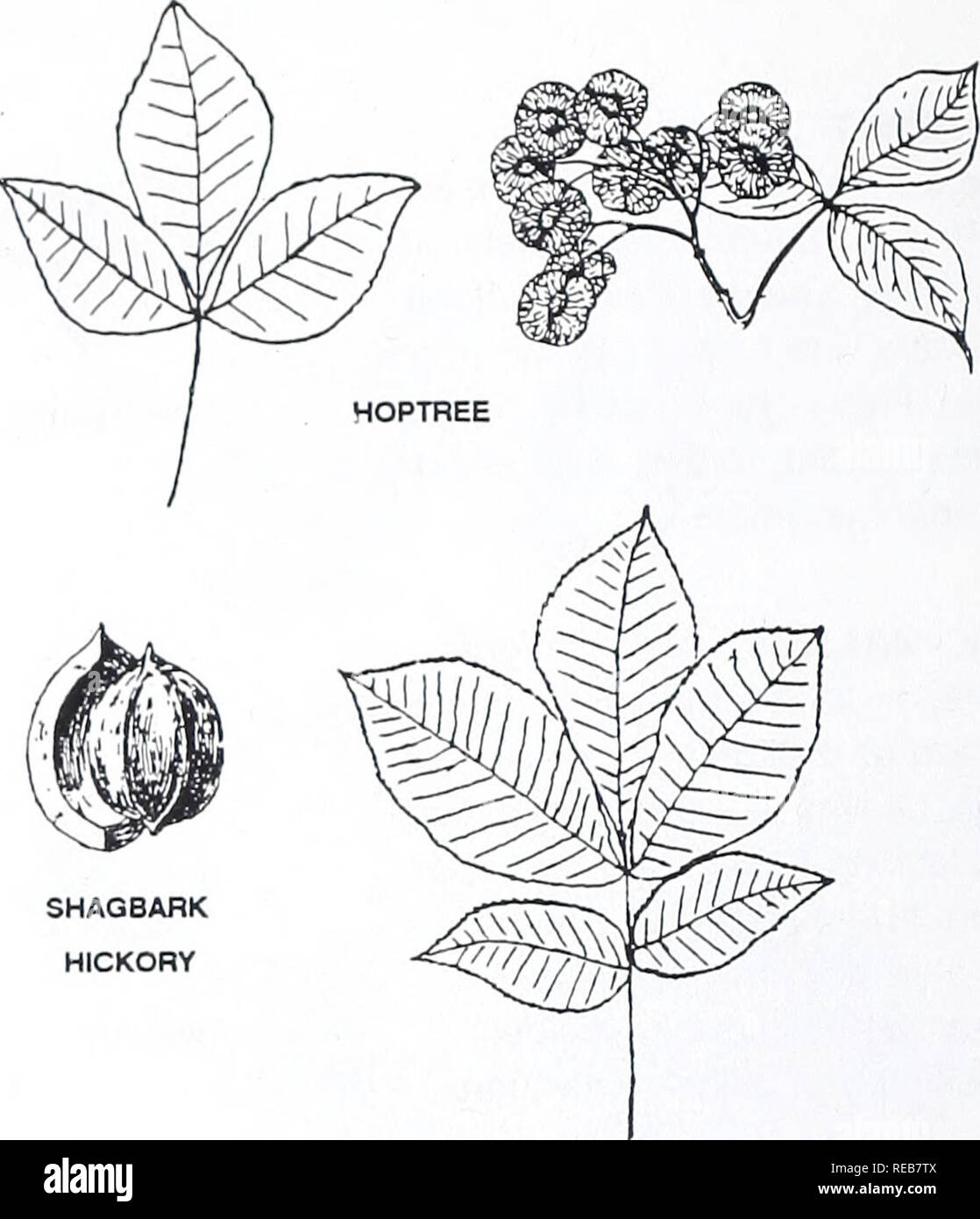 . Area di Concord alberi e arbusti. La botanica; gli alberi, arbusti. Alberi composto alternativo lascia PARTE B: foglie per lo più con meno di 11 opuscoli SHAGBARK HICKORY H 0 P T R E E Ptelea trifoliata volantini tre, 6-12 cm., somigliante a Poison Ivy. Frutti di wafer-simili. Un piccolo albero o arbusto. Canneti, bordi di boschi e strade. Raro scappare. SHAGBARK HICKORY Car/un ovali volantini 5-7 (di solito 5), con piccoli ciuffi di capelli vicino a suggerimenti di alcuni denti (utilizzare la lente a mano). Lembo di estremità diventando 10-20 cm., 5-11 cm. Corteccia del tronco molto shaqpy (eccetto su molto giovani alberi). Frutto 3,5-6 cm. lungo con buccia spessa ( Foto Stock