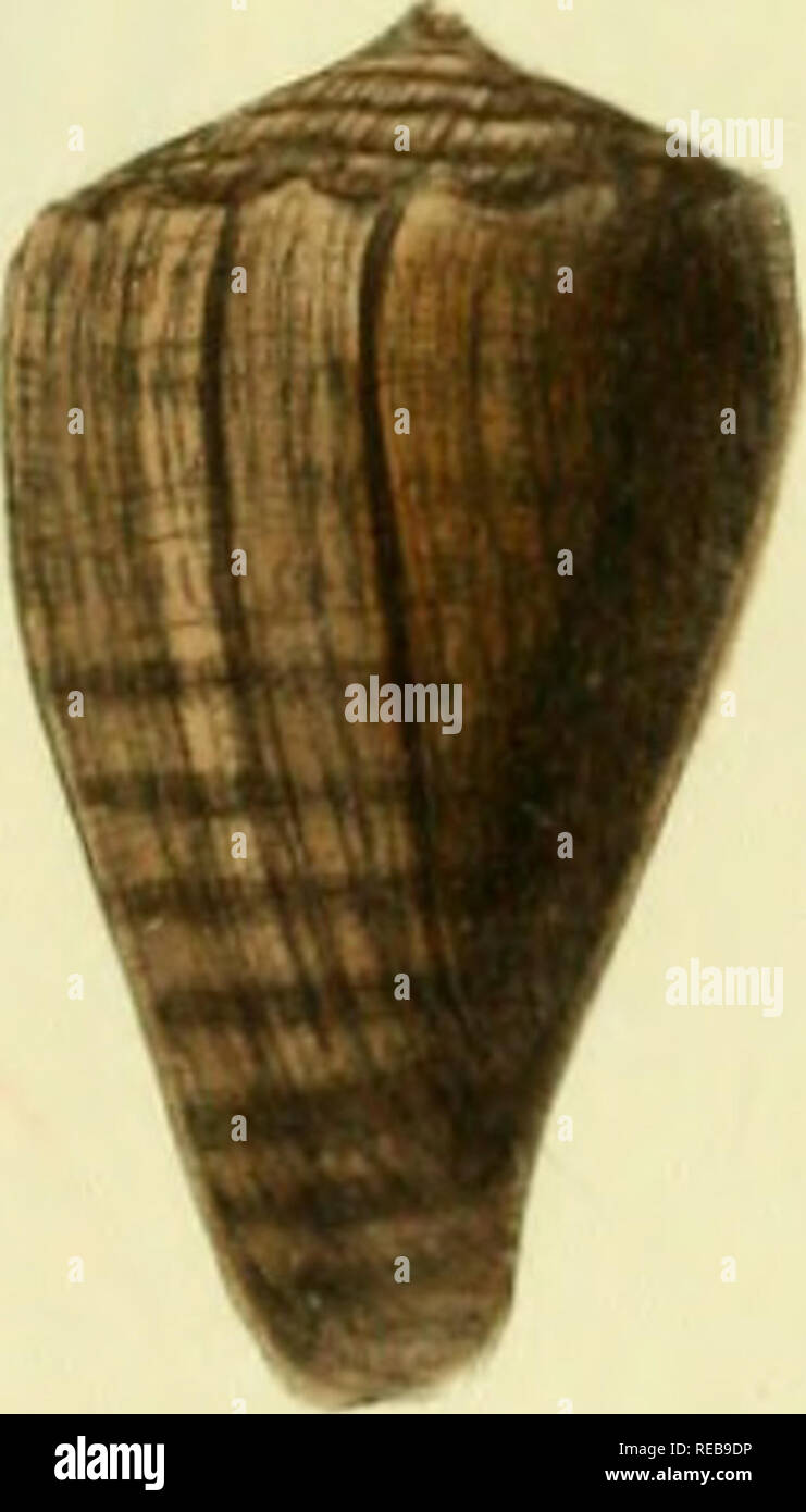 . Il conchological illustrazioni o figure colorate di tutti finora unfigured gusci di recente. Molluschi e conchiglie. f, liS.giu r:tr. Si prega di notare che queste immagini vengono estratte dalla pagina sottoposta a scansione di immagini che possono essere state migliorate digitalmente per la leggibilità - Colorazione e aspetto di queste illustrazioni potrebbero non perfettamente assomigliano al lavoro originale. Sowerby, G. B. (George Brettingham), 1812-1884. Londra : [s. n. ] ; Foto Stock