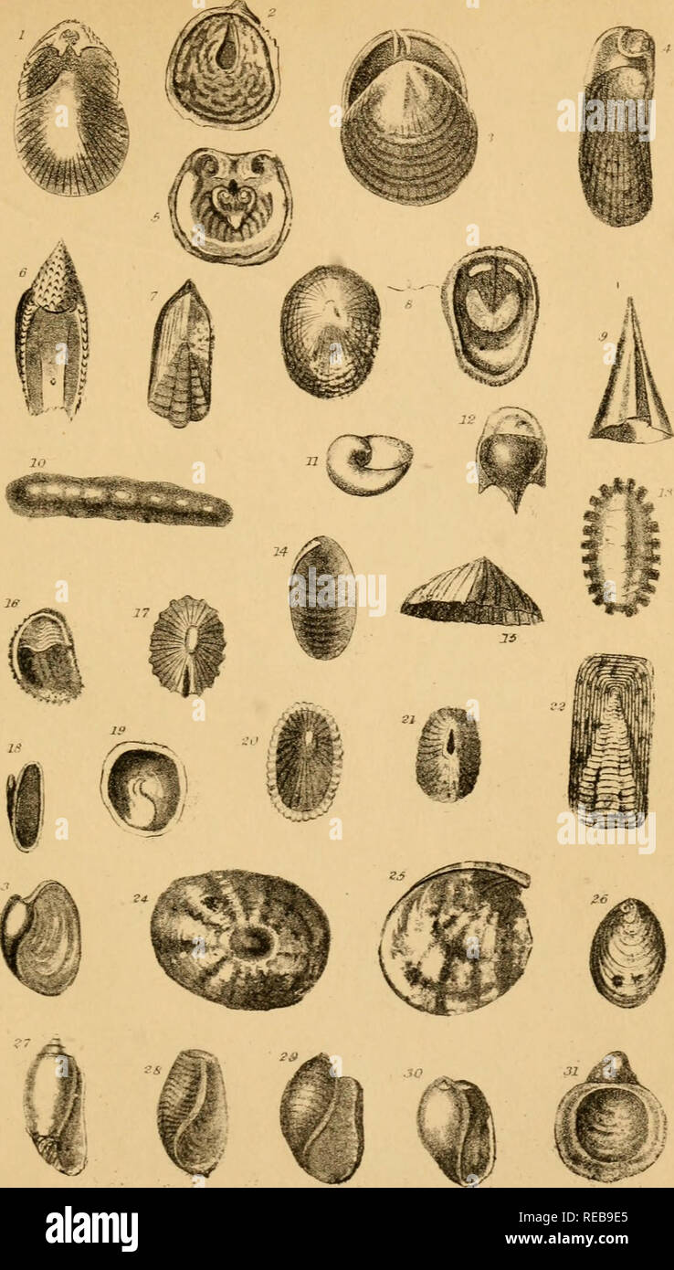 . Il conchologist il libro di testo : abbracciando il regime di Lamarck e Linnaeus con un glossario di termini tecnici a cui è aggiunto un breve resoconto dei molluschi. Gusci; molluschi. XIV. 1 cranio Terebratula. 2 sventolato Aiwinea. ho Placuna placenta. 4 Latcfiet vul- sella. 5 mascherata artificiale del cranio. 6 Peron's Cymhulia. 7 anatra LingtUa. 8 Oyster-come Discina. 9 Ckodora piramidale. 10 Chitonellus striato. 11 elica-come Lima- cina. 12 Tre-Hyalcea dentata. 13 Fasciculated Chiton. 14 I'iufned /-teMro- branchus. 15 rotula comune. 16 Crepidula coccolone. 17 &LT;Sii&LT; Emarginula. 18 06torkr ^ncy^jw. 19 Chine Foto Stock