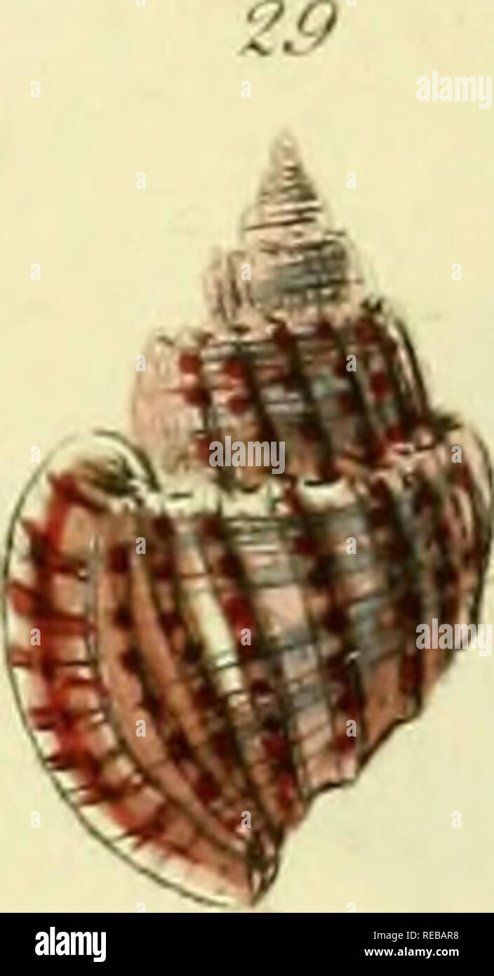 . Il conchological illustrazioni o figure colorate di tutti finora unfigured gusci di recente. Molluschi e conchiglie. CnrirFHnru&GT; .. 33 II^. Si prega di notare che queste immagini vengono estratte dalla pagina sottoposta a scansione di immagini che possono essere state migliorate digitalmente per la leggibilità - Colorazione e aspetto di queste illustrazioni potrebbero non perfettamente assomigliano al lavoro originale. Sowerby, G. B. (George Brettingham), 1812-1884. Londra : [s. n. ] ; Foto Stock