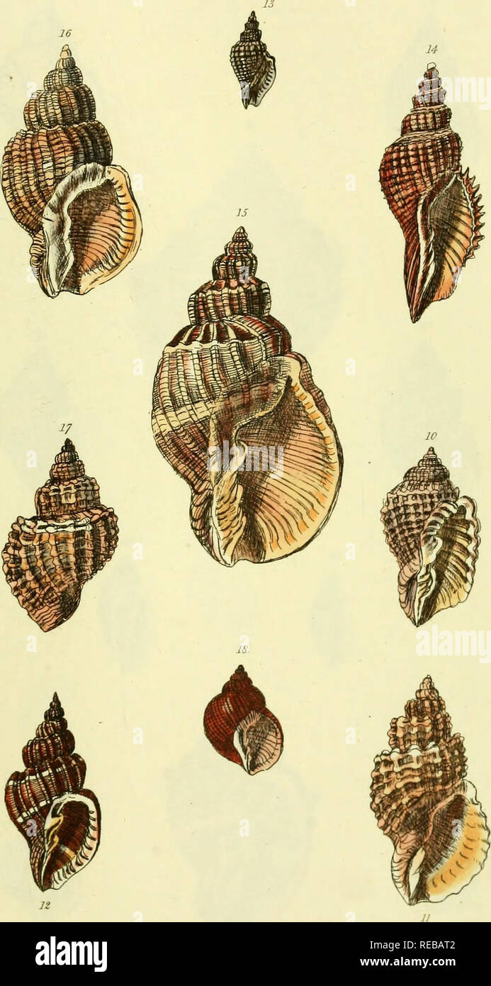 . Il conchological illustrazioni o figure colorate di tutti finora unfigured gusci di recente. Molluschi e conchiglie. lO Cancellaria,.. G-.B.S.J'ONU. CiTC .. Si prega di notare che queste immagini vengono estratte dalla pagina sottoposta a scansione di immagini che possono essere state migliorate digitalmente per la leggibilità - Colorazione e aspetto di queste illustrazioni potrebbero non perfettamente assomigliano al lavoro originale. Sowerby, G. B. (George Brettingham), 1812-1884. Londra : [s. n. ] ; Foto Stock