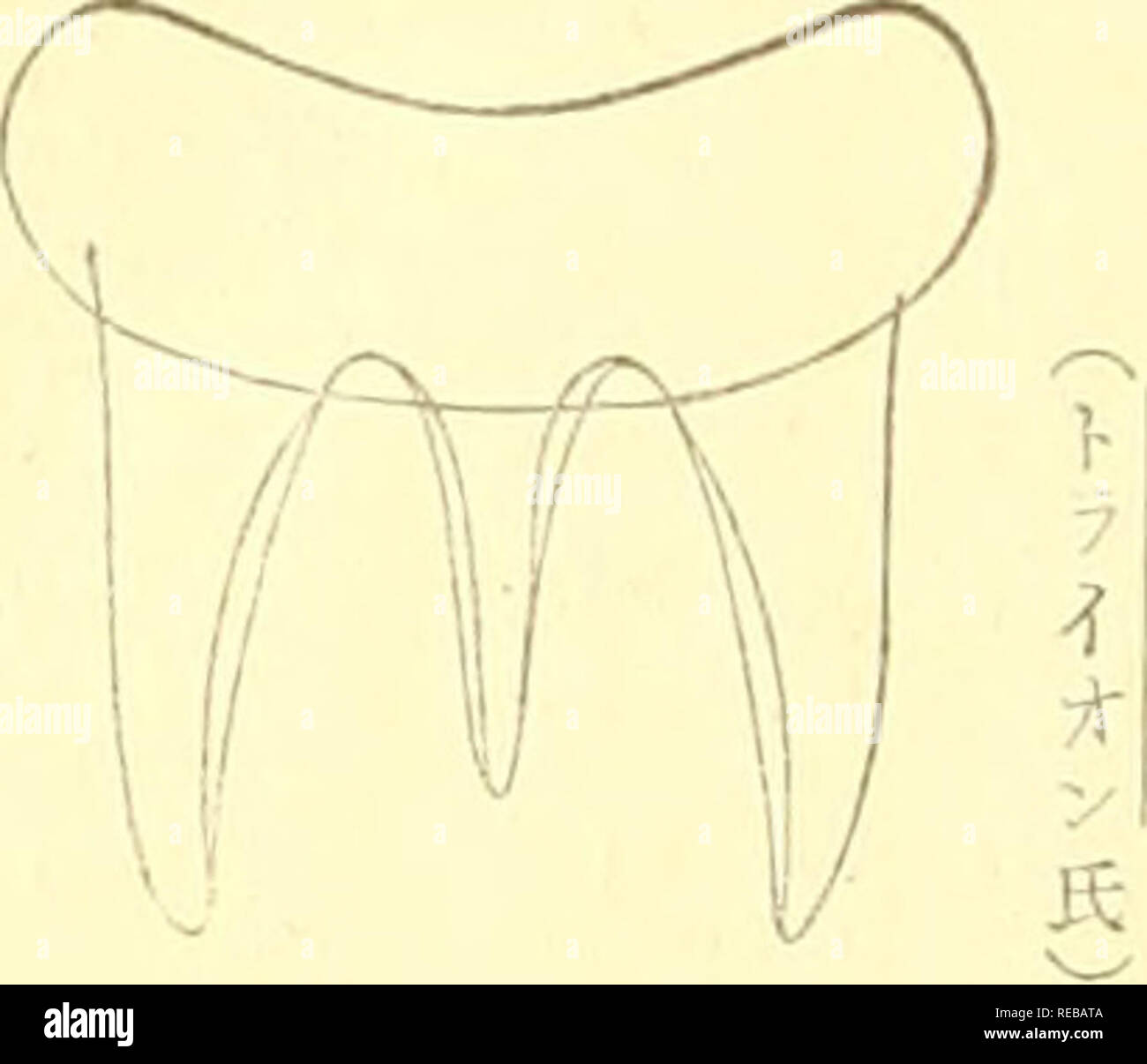 . La rivista Conchological. Molluschi. Ãã"ã"ã¼ãã£ ã®ä'ç¨® ã1ãã"ã®é½S â åã"ç£ãaeªã ae¬é¦ç£.ãããç¥ãåã å°'ã"ã"ã¼ã¬ãå±ae°Ç¨±MKLO Hllm- fj.é¼è³ªèãå¤§å½¢ã"ãã¦è¹ãã äºåµå½¢ããªããèºå¡ç-ããèºé é ããä¹³è³ã¯ae°'^ããèºå±¤ae"ããã"ã å¾ã ä¼å±¤ã®å¾ae¹ã"è±å ççªèµ·ãae ããae®"å£ ã¯ae¥åå½¢ï¼^ãªãã¦^ãã å åã"ae'aeçãå ·ã'ãåae¥3:ããå¤§ ãª.5ãå¤åã¯ç°¡ã"ãã¦é-ããå ae¹ã¯aeaeªaeããªããé½èã¯ä'åã®å¦ãã ãã¿ããªãå±ï¼ï¼"ã¬å·Y0L1JTA L-iläº1.ae®"è³åããå åºã"ã Våµå½¢aeã¯äºé¶ç¶-å½¢ãèºå¡ ç¨®ã¯ã¯å¤§aeµç-ããèºå±¤ã®è©é¨ã¯ å¤§aeµè§ãaeããå¾ã çµç¯ae ä'. Si prega di notare che queste immagini vengono estratte dalla pagina sottoposta a scansione di immagini che possono essere state migliorate digitalmente per migliorare la leggibilità Foto Stock