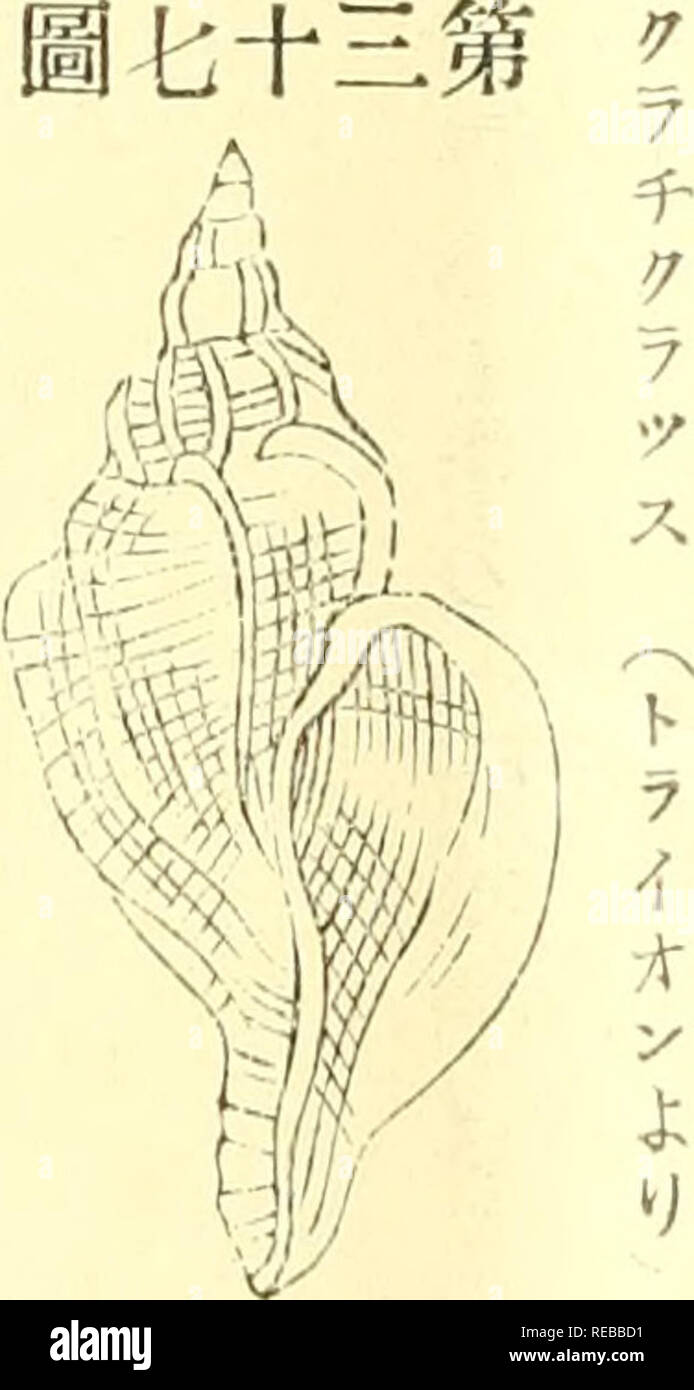 . La rivista Conchological. Molluschi. Ä" èª ç¬¬ 1 7 éåäºåé·ãéãªã.- -ã¶ï¼^ã©ã¡ï¼ï¼ãï¼"ã³ãã)ç®¡ã¯å½ae²ãã¦ä'å±¤ã"ae¥è¿ã ãç- ã³1ã¨ã"ãJ^d. -^. japonicus, A. mi äºï¼ãã3 Adaã¨.ãae¬ç¨®sç°ååç©ããããT. Ã11|1|ã¥è' (ãã©ã¤ãªã³ãã)culplistus, Sowerby. Sae¬ç¨®Vå·®å¥ã®é" ãªãã ç¬¬ä'åãå ã¢ã³ãããªã"ã (ãã©ã¤ãªã³ãã) ^ã .ã ä¹ã³ãããª^ãé©.montofol.tlã, Adams. (Ãã©ã¤ãªã³ãï¼OS)£ç å °ãae¥ae¬ã é·ãååã Kå¾ã®ç®¡ã¯ããå"¶é·ããae·¡ç' è²ãªï¼9ã ãããªãªã£ ã¬å±Tl.opholl,Monä"f. Ae¨¡å¼çããã©ãªã¤ã¬ã"ç"ç¶å½¢ã®ae®¼ãaeããå ¶è³ªèãã å ¶è²ç½ããèºå± ã¯Å¤aeã®è¦ªãèae¿çç'±è¹è±ãaeããè©²è éã¯å¹³ae"ãªãããaeã¯èºèãaeããae°Ç®¡aeºã¯åããå¤§aeµ ae¬é¦aeµ·é¡é¶èªªåè(äº) ho å·¦ae¹ã"ae Foto Stock