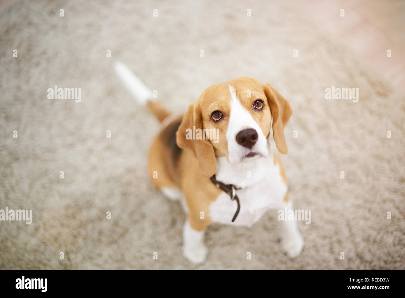 Cane Beagle seduto sul tappetino sopra vista superiore Foto Stock