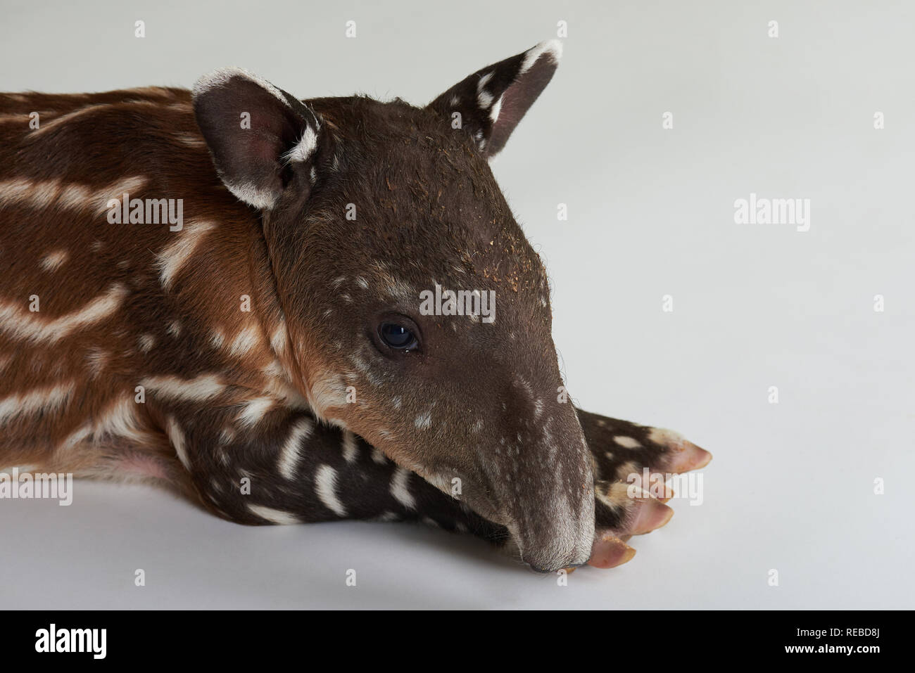 Triste baby tapiro animale isolato su sfondo bianco Foto Stock
