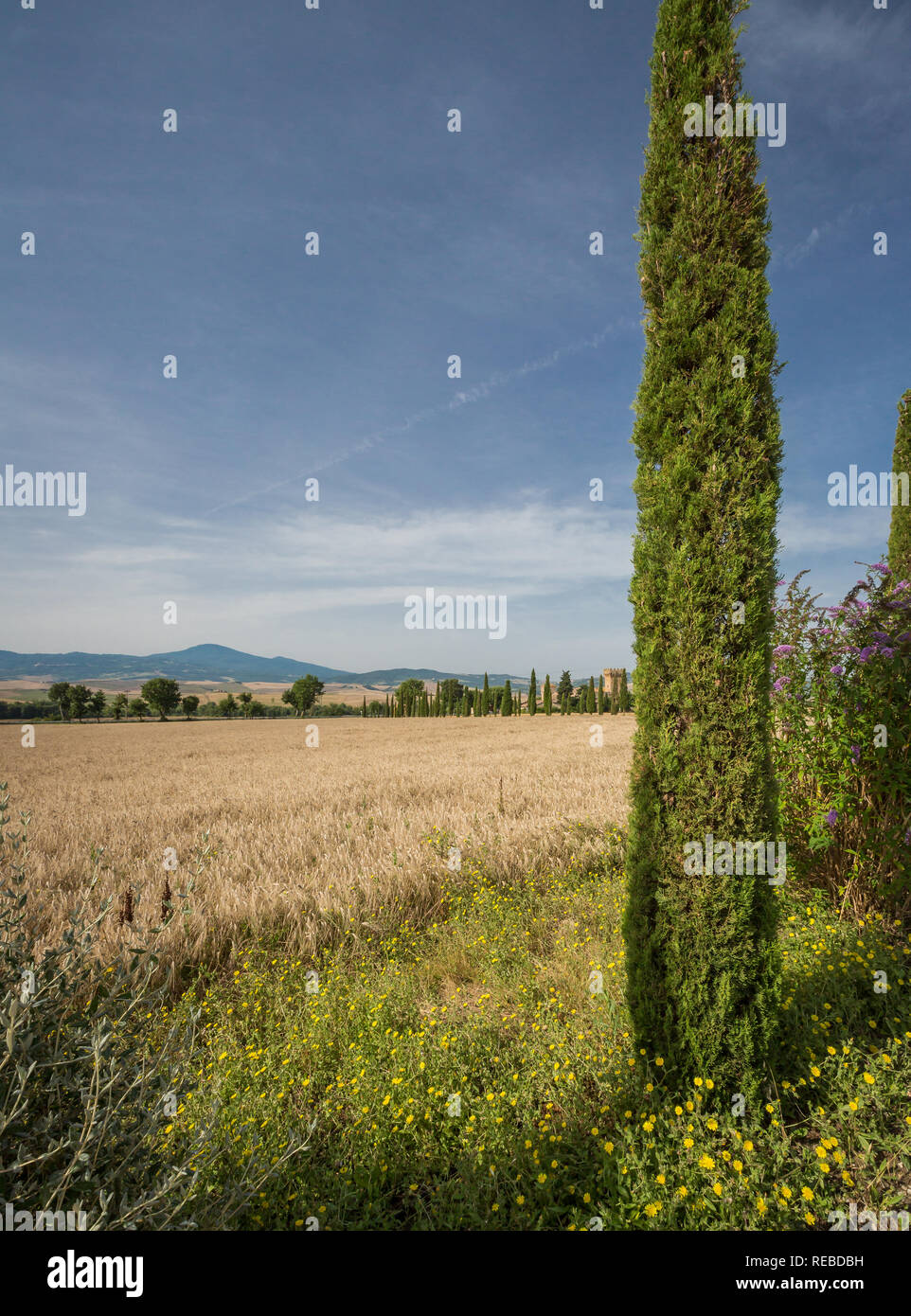 Cipresso telai campo di grano in Toscana, Italia Foto Stock