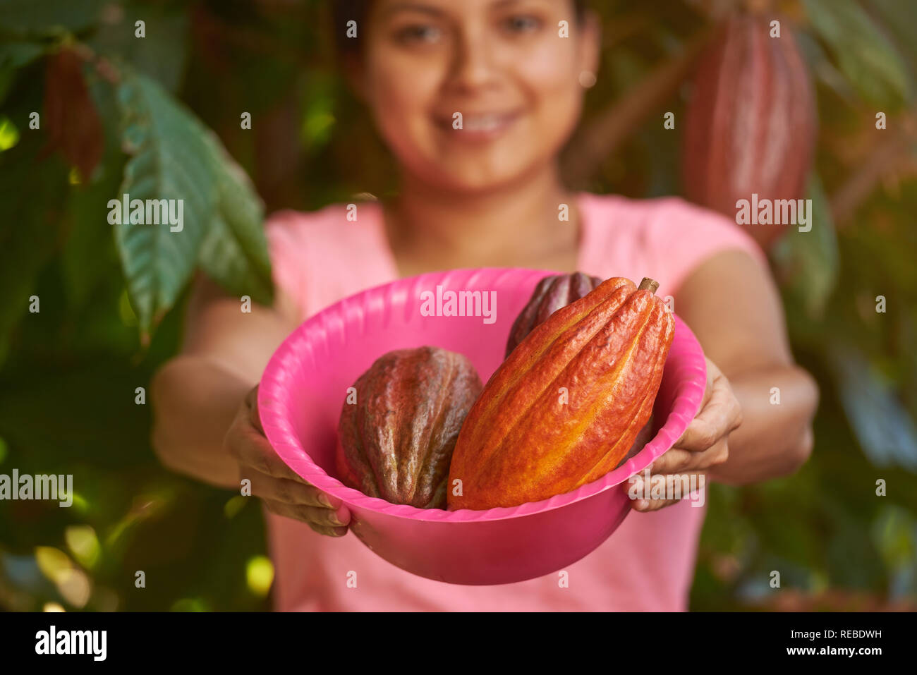 Materie cacao Cialde nel vassoio sulla donna mani sfondo sfocato Foto Stock