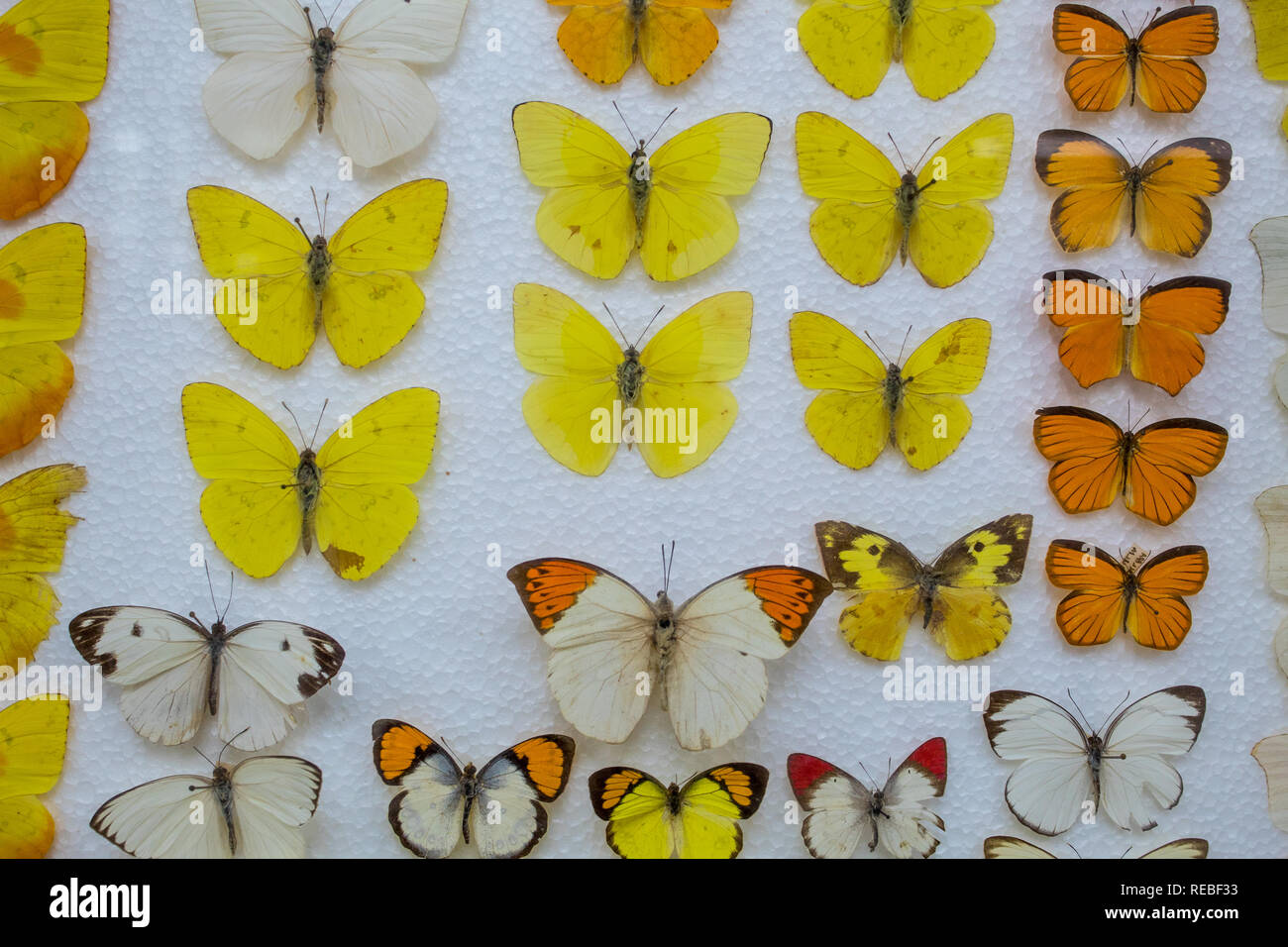 Una collezione entomologica di giallo e arancione farfalle riposte su una base di polistirolo. Foto Stock