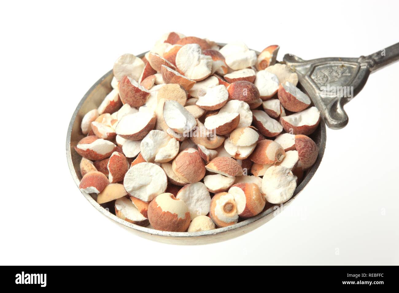Pianta medicinale, fico d'India ninfee Gorgone impianto o Fox Nut (Euryale ferox) semi, Qian Shi Foto Stock