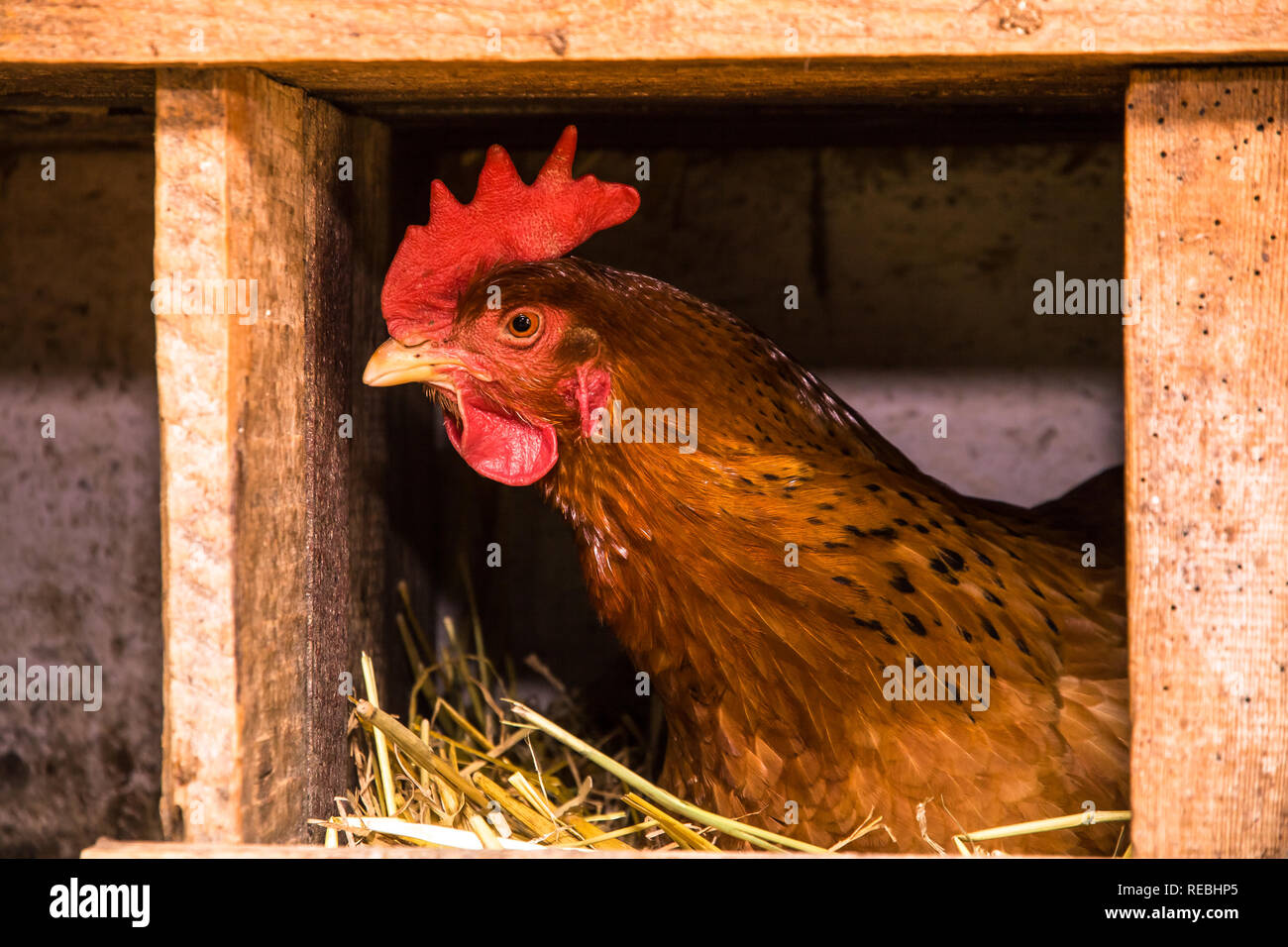 La fattoria con pollo Foto Stock