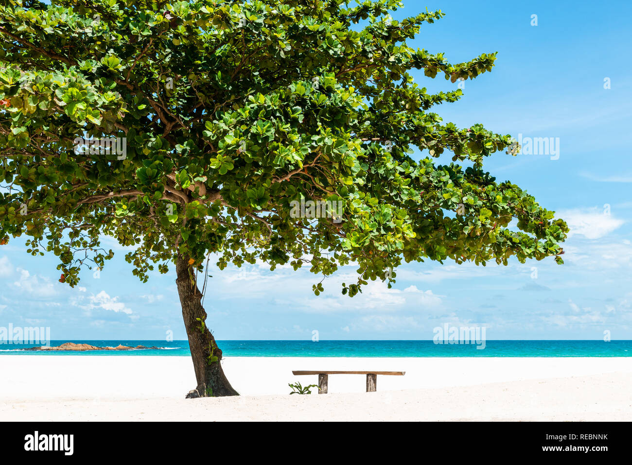Banco sotto un albero in un bella sabbia bianca spiaggia tropicale nell'Isola di Bintan, Indonesia Foto Stock