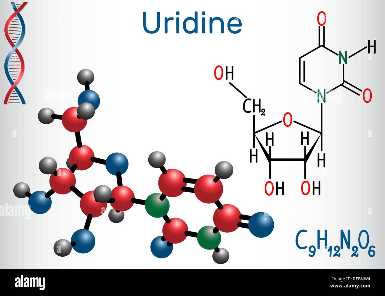 Uridina - pirimidina nucleoside molecola, è parte importante del RNA. Formula chimica di struttura e la molecola modello. Illustrazione Vettoriale Illustrazione Vettoriale
