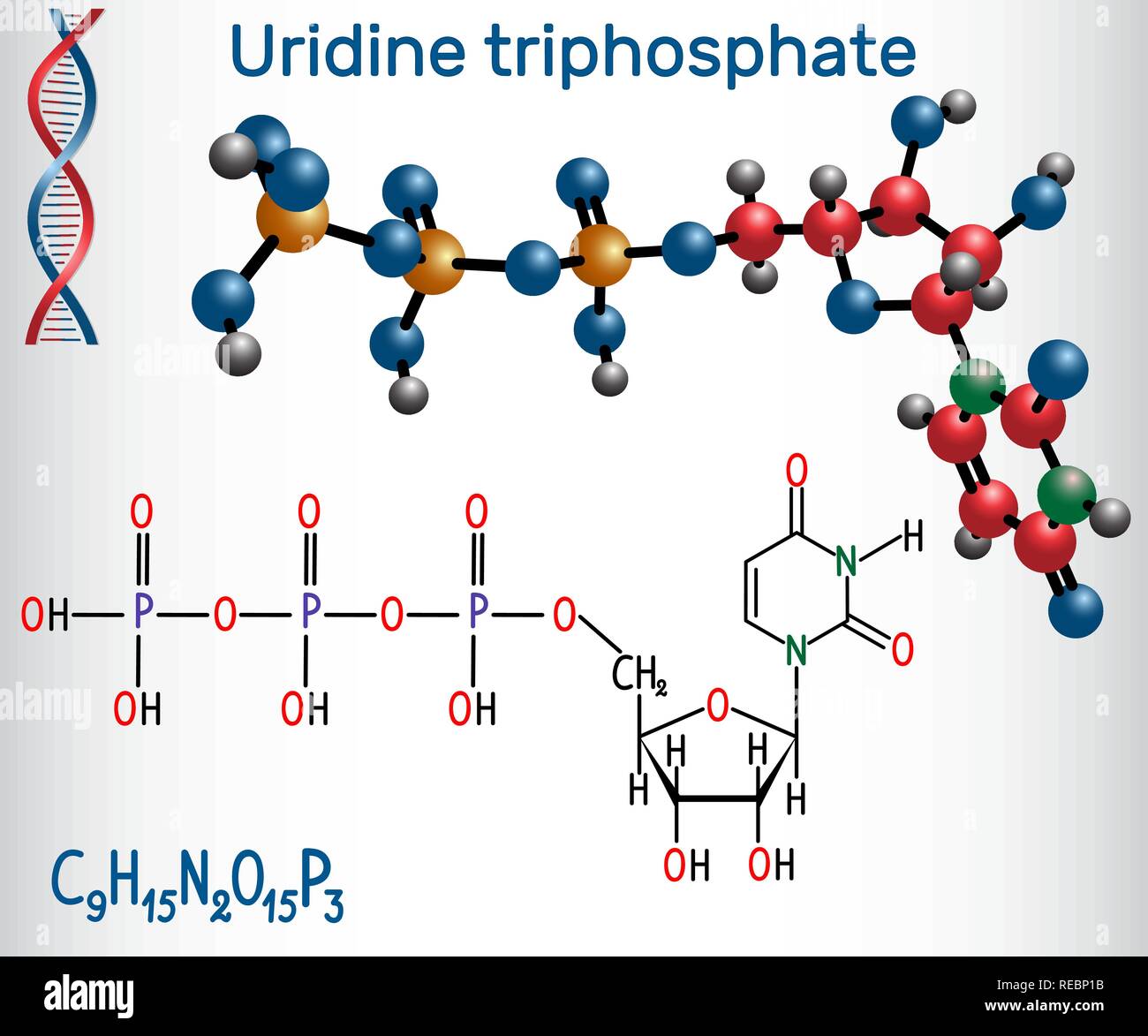 Uridina trifosfato (UTP) Sequenza nucleotidica molecola , è utilizzato per la sintesi di RNA. Formula chimica di struttura e la molecola modello. Illustrazione Vettoriale Illustrazione Vettoriale