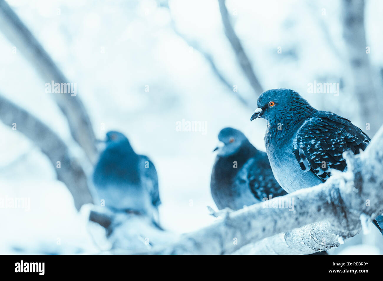 Piccioni seduta curvò su un ramo nel giorno d'inverno. Foto Stock