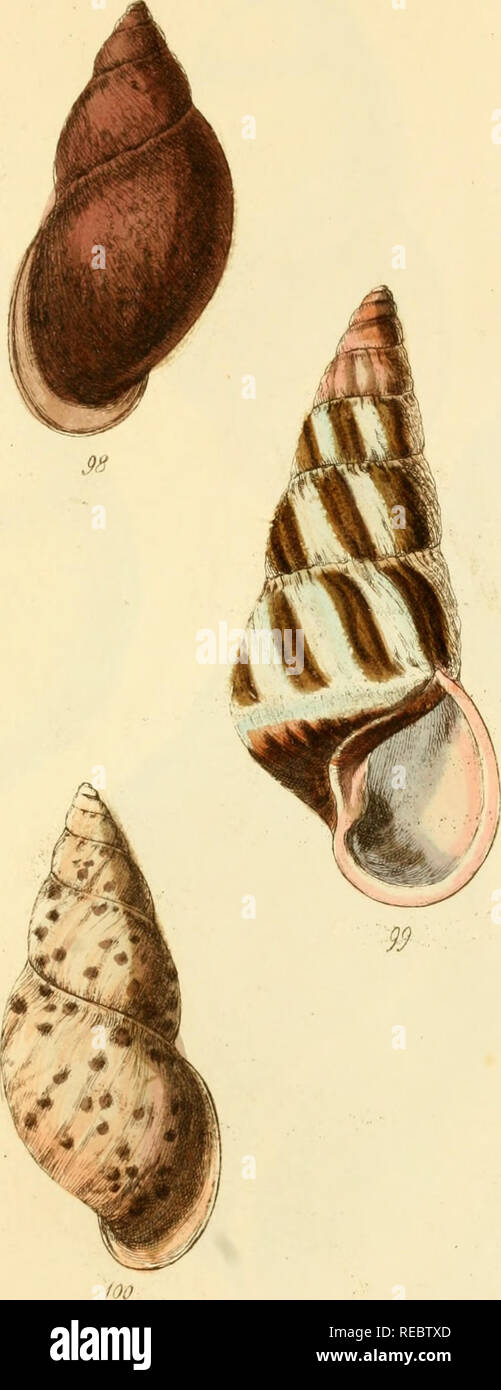 . Il conchological illustrazioni. Gusci; gusci. 143 Bah II u ,s. Si prega di notare che queste immagini vengono estratte dalla pagina sottoposta a scansione di immagini che possono essere state migliorate digitalmente per la leggibilità - Colorazione e aspetto di queste illustrazioni potrebbero non perfettamente assomigliano al lavoro originale. Sowerby, G. B. (George Brettingham), 1812-1884; Sowerby, George Brettingham, 1788-1854. Londra : Sowerby Foto Stock