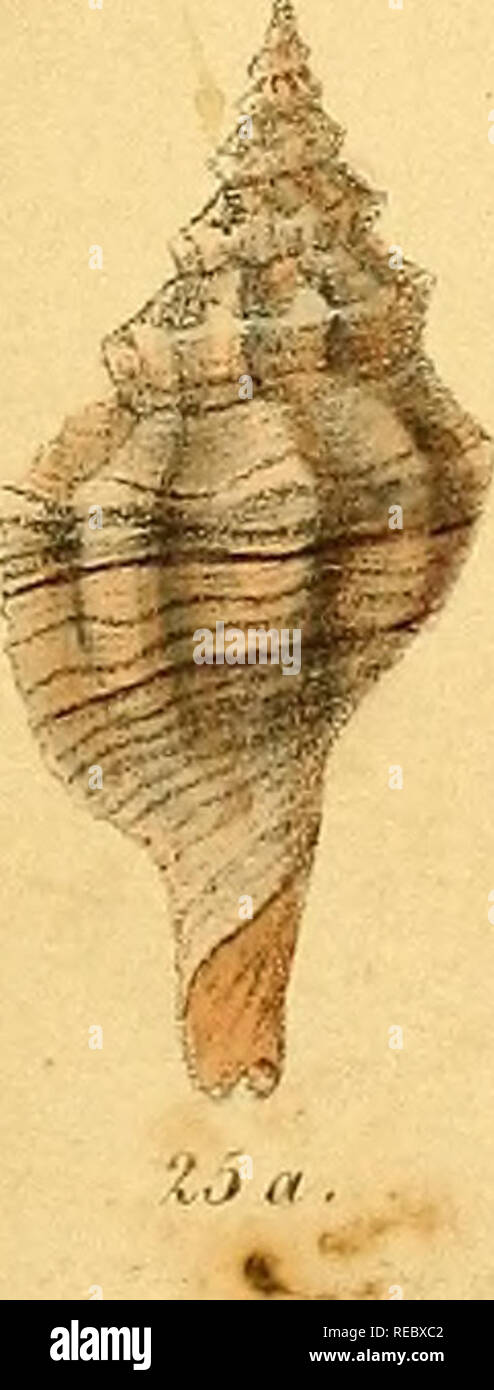 . Conchologia iconica, o illustrazioni dei gusci di molluscous animali. Molluschi; gusci; molluschi e conchiglie. II a.. Si prega di notare che queste immagini vengono estratte dalla pagina sottoposta a scansione di immagini che possono essere state migliorate digitalmente per la leggibilità - Colorazione e aspetto di queste illustrazioni potrebbero non perfettamente assomigliano al lavoro originale. Reeve, Lovell, 1814-1865; Sowerby, G. B. (George Brettingham), 1812-1884. Londra : Reeve, fratelli Foto Stock