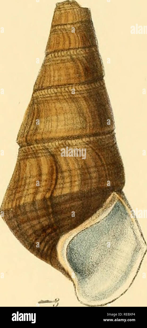. Indiche Conchologia, essendo le illustrazioni della terra e i serbatoi di acqua dolce di India britannica. [1860-1876]. Molluschi e conchiglie. ,X. Si prega di notare che queste immagini vengono estratte dalla pagina sottoposta a scansione di immagini che possono essere state migliorate digitalmente per la leggibilità - Colorazione e aspetto di queste illustrazioni potrebbero non perfettamente assomigliano al lavoro originale. Hanley, Sylvanus Charles Thorp, 1819-1899; Teobaldo, W. (William), 1829-1908. Londra Foto Stock