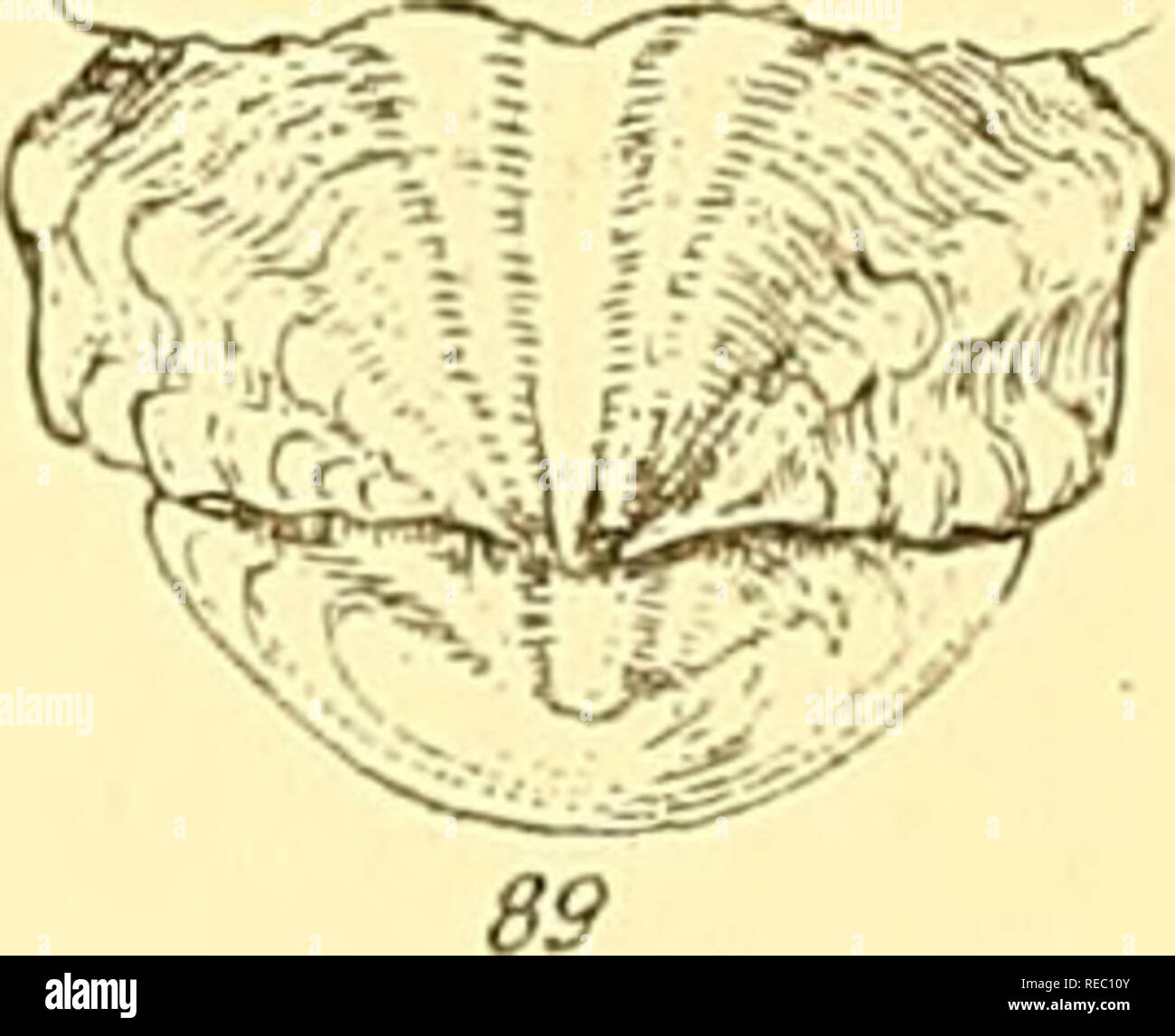 . Conchologia iconica, o illustrazioni dei gusci di molluscous animali. Molluschi; gusci; molluschi e conchiglie. . Si prega di notare che queste immagini vengono estratte dalla pagina sottoposta a scansione di immagini che possono essere state migliorate digitalmente per la leggibilità - Colorazione e aspetto di queste illustrazioni potrebbero non perfettamente assomigliano al lavoro originale. Reeve, Lovell, 1814-1865; Sowerby, G. B. (George Brettingham), 1812-1884. Londra : Reeve, fratelli Foto Stock