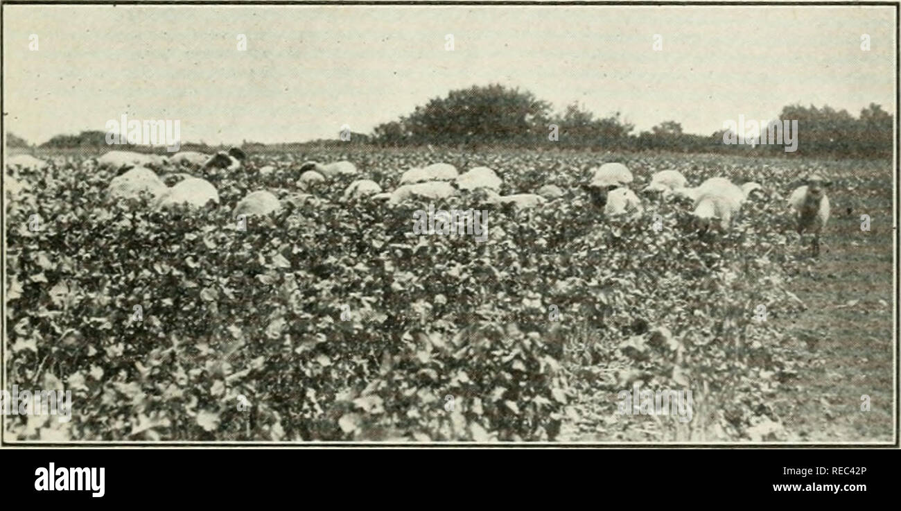 . Agricoltura asciutta nel Canada occidentale. In Canada. Agricoltura Canada; allevamento a secco. L'estate maggese 175 di materia organica e di azoto e acqua non cominci per limitare la resa delle colture, avremo per ripristinarli al suolo. La maggior parte dei uomini riconoscere questa obiezione seria per la messa a maggese, ma prima della erogazione con il maggese vogliono essere mostrato un modo migliore. È auspicabile vi- fore che su tutti i tipi di suolo attenzione a prove di fertilizzanti organici (come il letame) e l'uso di colture di leguminose (raccoglitori di azoto può essere effettuata di volta in volta in modo che possiamo sapere, per ogni del dif- ferent tipi Foto Stock . Agricoltura asciutta nel Canada occidentale. In Canada. Agricoltura Canada; allevamento a secco. L'estate maggese 175 di materia organica e di azoto e acqua non cominci per limitare la resa delle colture, avremo per ripristinarli al suolo. La maggior parte dei uomini riconoscere questa obiezione seria per la messa a maggese, ma prima della erogazione con il maggese vogliono essere mostrato un modo migliore. È auspicabile vi- fore che su tutti i tipi di suolo attenzione a prove di fertilizzanti organici (come il letame) e l'uso di colture di leguminose (raccoglitori di azoto può essere effettuata di volta in volta in modo che possiamo sapere, per ogni del dif- ferent tipi Foto Stock