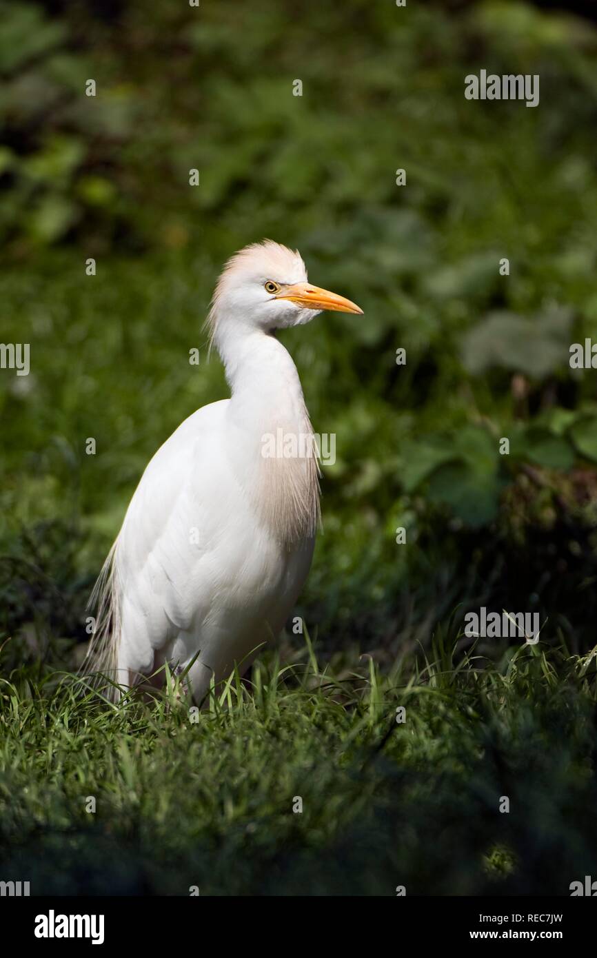 Airone guardabuoi (Bubulcus ibis), Pantanal, Mato Grosso, Brasile Foto Stock