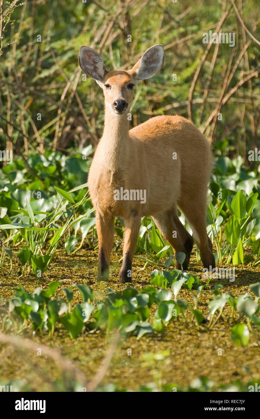 Femmina di cervo di palude (Blastocerus dichotomus) o Guasu puku in lingua guaranì, Pantanal, Mato Grosso, Brasile Foto Stock