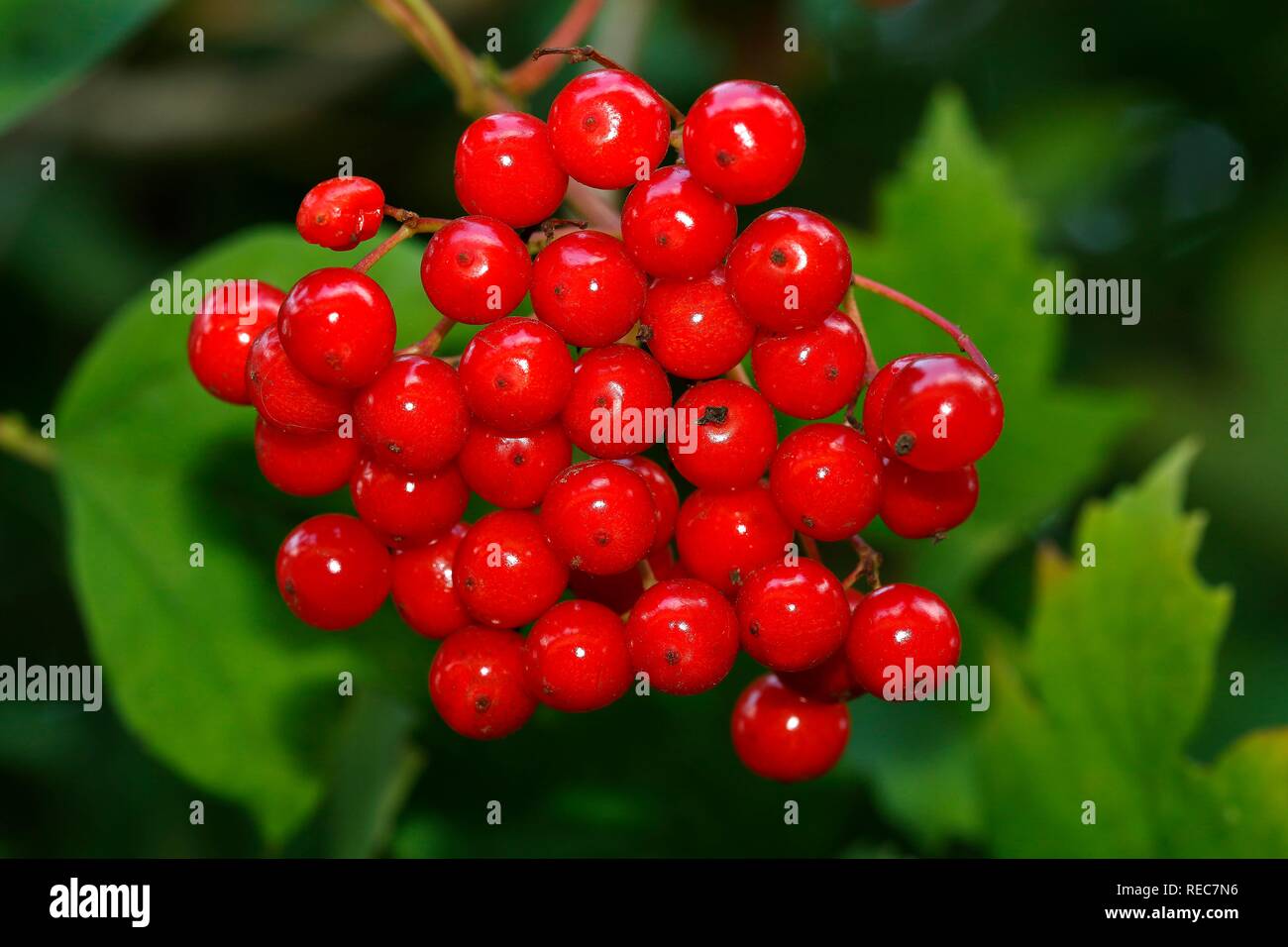 Viburno rose (Viburnum opulus), maturi frutti e foglie, Schleswig-Holstein, Germania Foto Stock