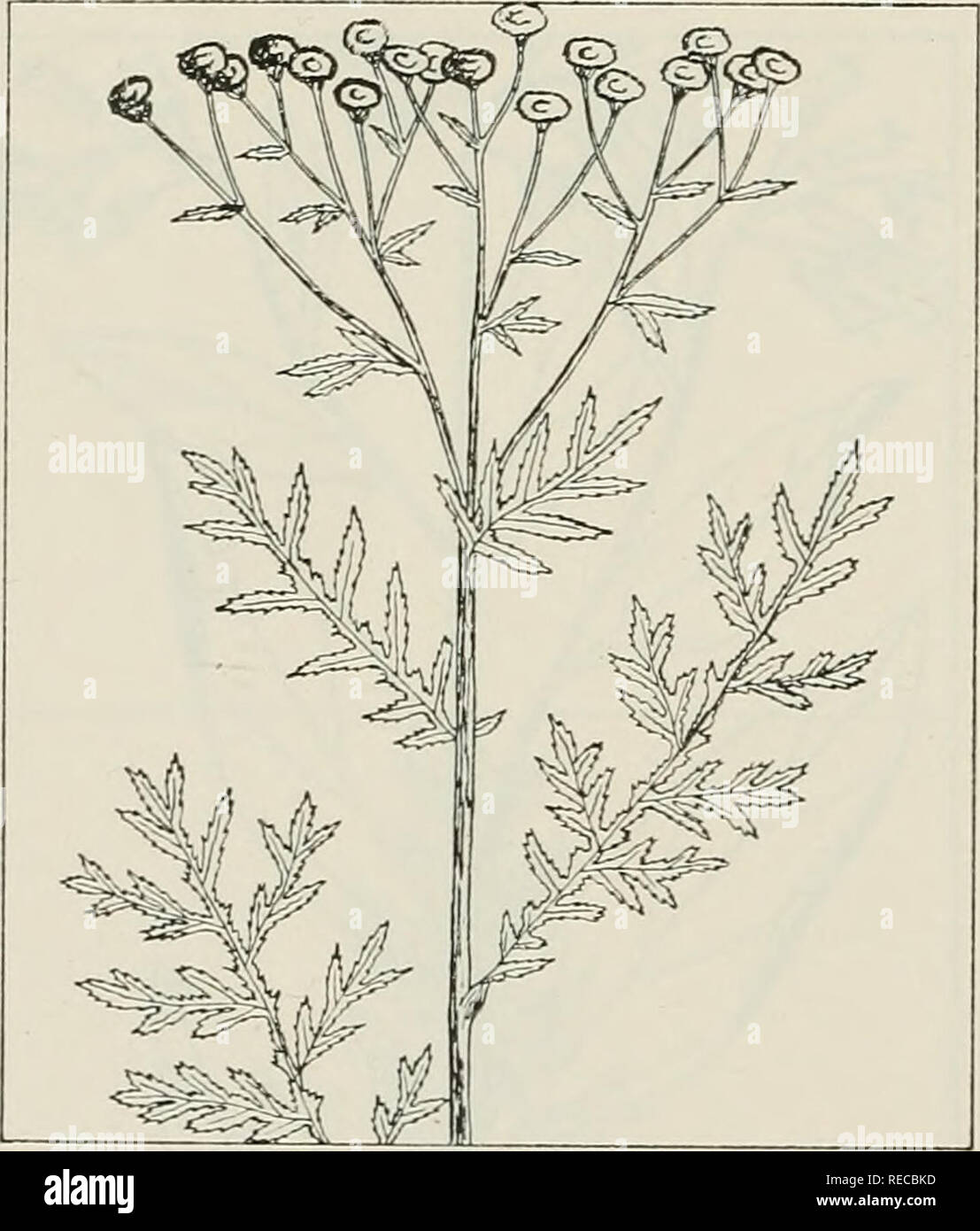 . Il farmaco piante di Illinois. La botanica, Medico; Botanica. 1 10 ILLINOIS NATURAL HISTORY SURVEY 44 circolare Aff /Yiv^ 1/ ^^^ // 11/x'Ml /V^ / ' WL7 ? TmS/ SYMPLOCARPUS FOETIDUS (L.) Nutt. Skunk cavolo, skunk erbaccia, polecat erbaccia, fetida l'elleboro. Araceae. -Un stemless, offensiva-odore di impianto 1 a 3 metri di altezza e perenne; spessa di portinnesto; diritta, discendente, con vortici di fibre carnose; lascia da 1 a 3 piedi di lunghezza, fino a un massimo di 1 piede largo, ovali, petioled, veiny; fiori minuto, spiked all'interno di un viola-bruno al verdastro, leaflike spathe, che compaiono prima delle foglie. Il rizoma con raccolti di radice in spri Foto Stock